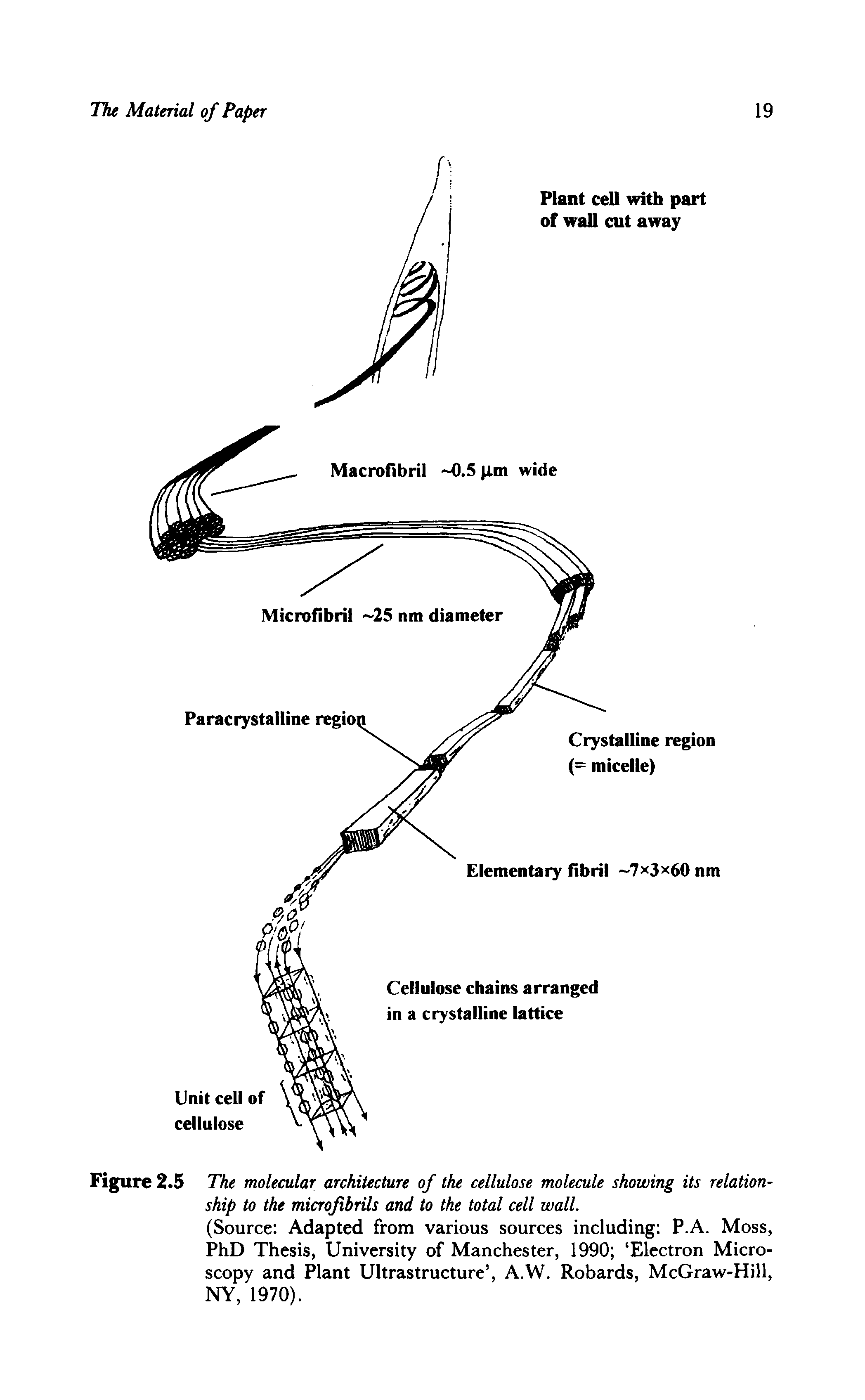 Figure 2.5 The molecular architecture of the cellulose molecule showing its relationship to the microfibrils and to the total cell wall.