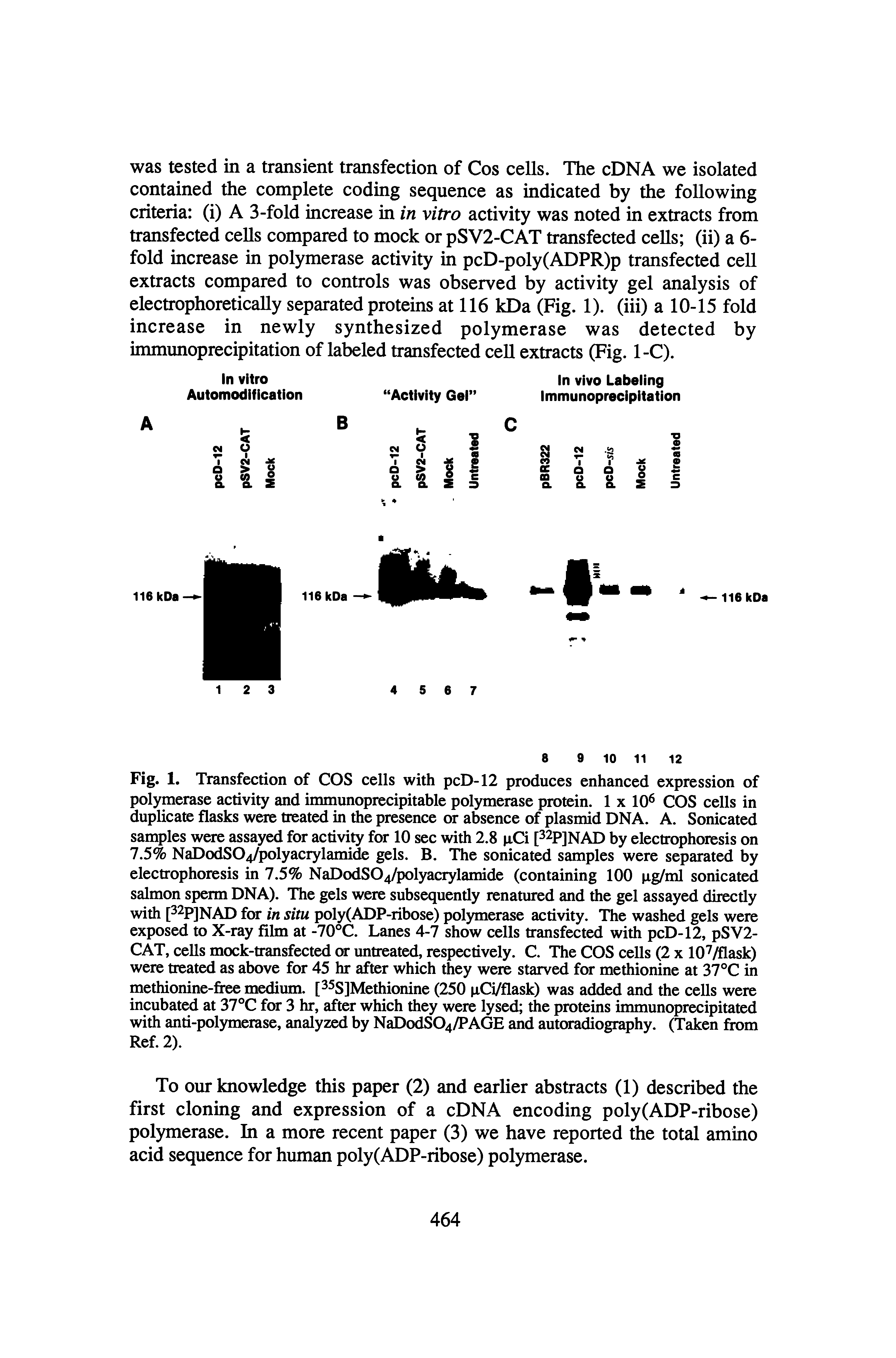 Fig. 1. Transfection of COS cells with pcD-12 produces enhanced expression of polymerase activity and immunoprecipitable polymerase protein. 1 x 10 COS cells in duplicate flasks were treated in the presence or absence of plasmid DNA. A. Sonicated samples were assayed for activity for 10 sec with 2.8 pCi P pjnAD by electrophoresis on 7.5% NaDodS04/polyacrylamide gels. B. The sonicated samples were separated by electrophoresis in 7.5% NaDodS04/polyacrylamide (containing 100 pg/ml sonicated salmon sperm DNA). The gels were subsequently renatured and the gel assayed directly with for in situ poly(ADP-ribose) polymerase activity. The washed gels were...