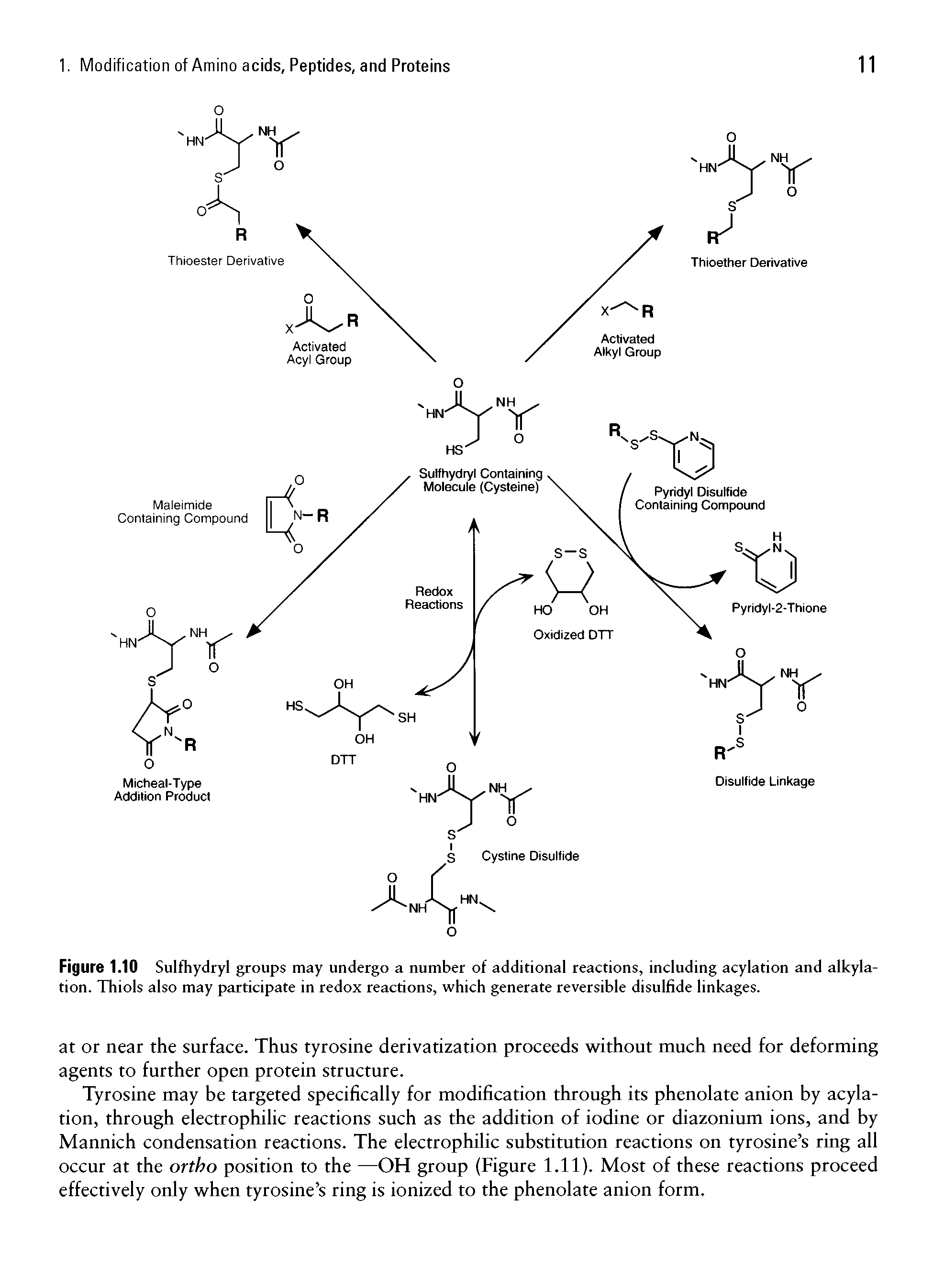 Figure 1.10 Sulfhydryl groups may undergo a number of additional reactions, including acylation and alkylation. Thiols also may participate in redox reactions, which generate reversible disulfide linkages.