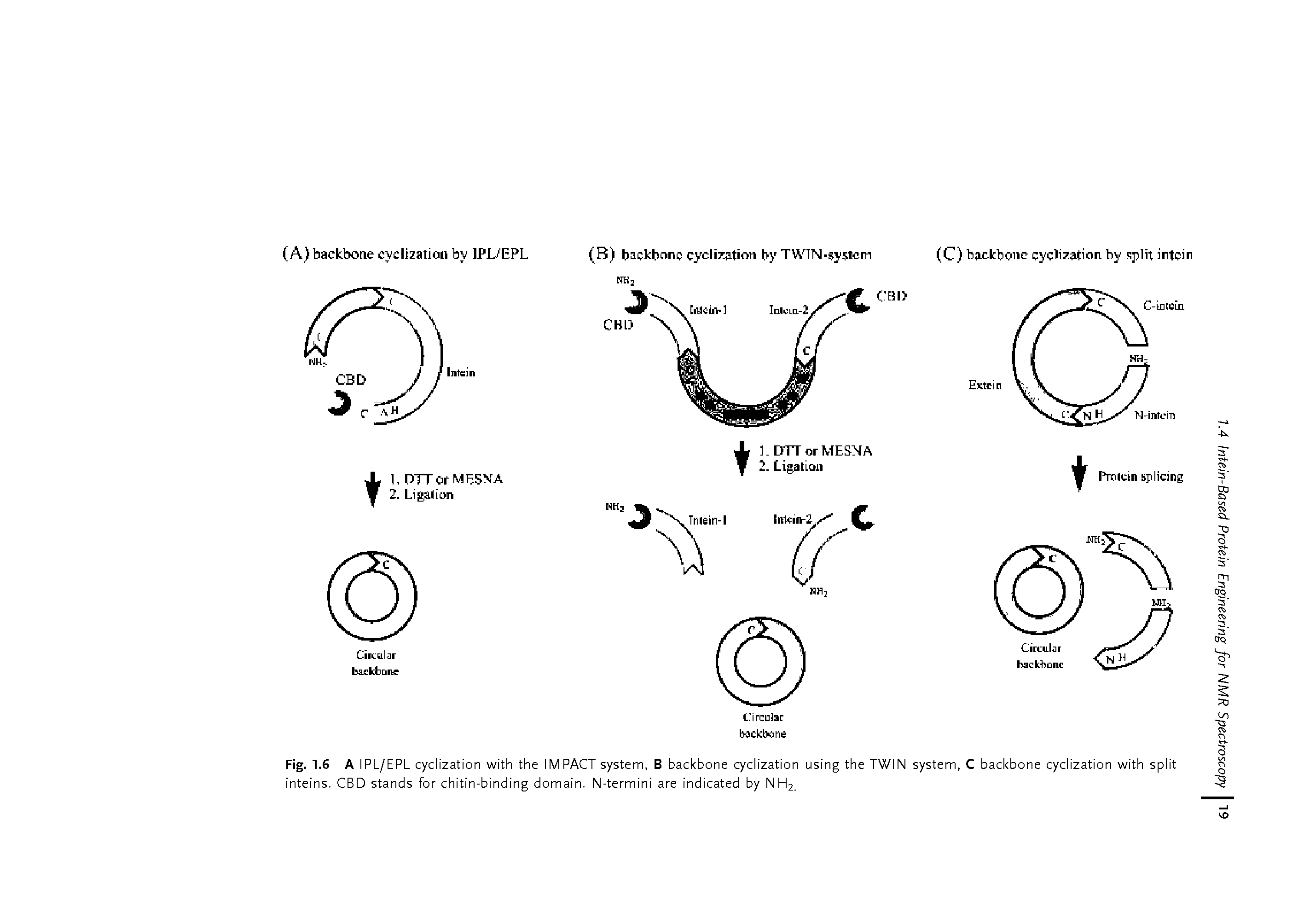 Fig. 1.6 A IPL/EPL cyclization with the IMPACT system, B backbone cyclization using the TWIN inteins. CBD stands for chitin-binding domain. N-termini are indicated by NH2.