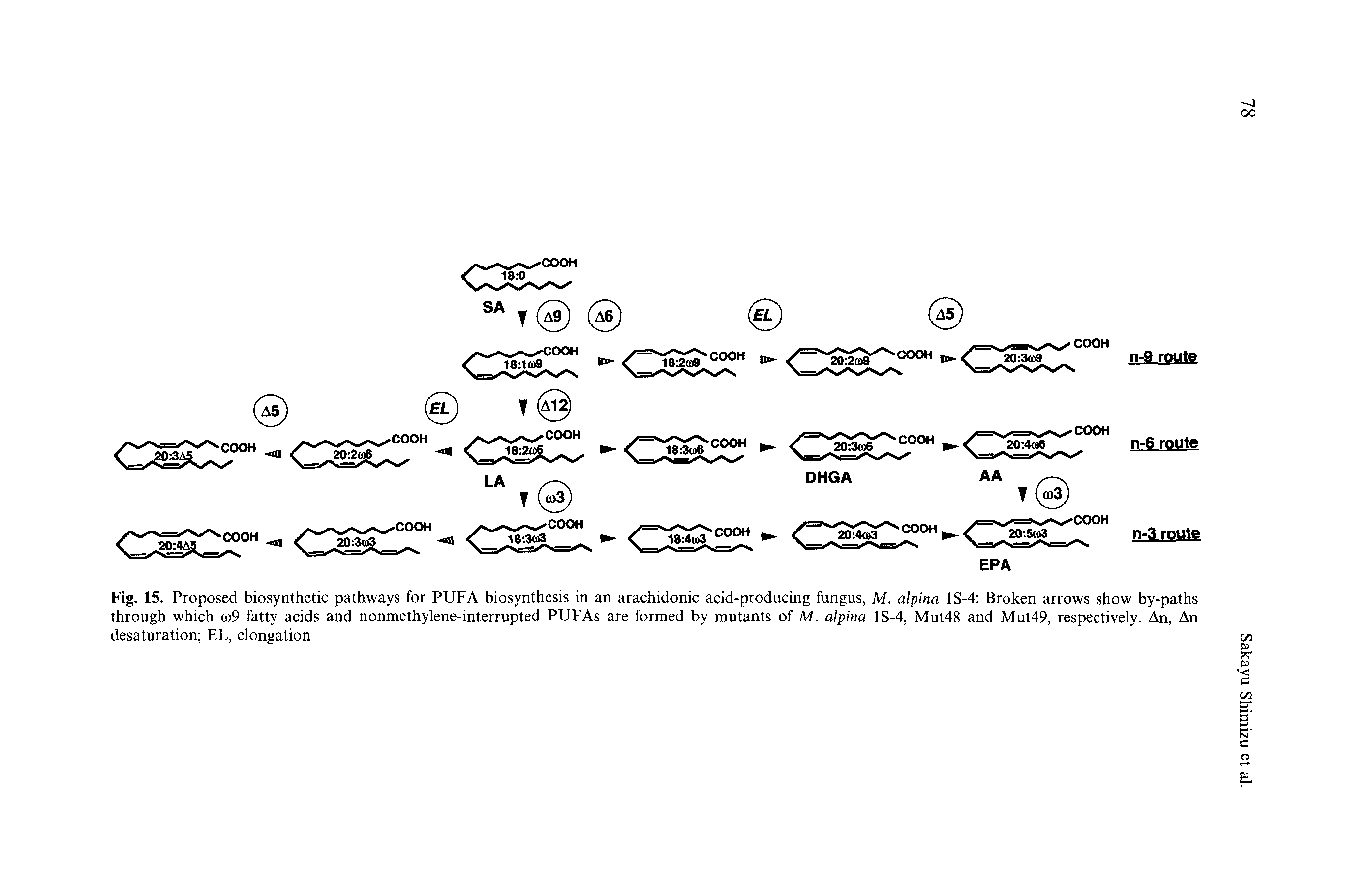 Fig. 15. Proposed biosynthetic pathways for PUFA biosynthesis in an arachidonic acid-producing fungus, M. alpina 1S-4 Broken arrows show by-paths through which co9 fatty acids and nonmethylene-interrupted PUFAs are formed by mutants of M. alpina 1S-4, Mut48 and Mut49, respectively. An, An desaturation EL, elongation...