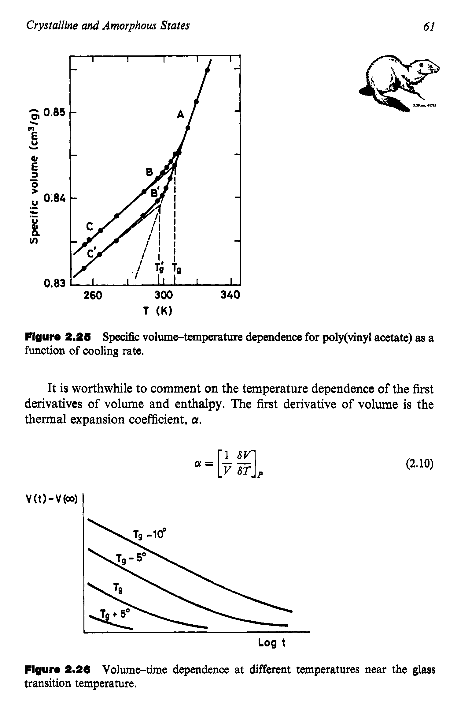 Figure 2.26 Specific volume-temperature dependence for poly(vinyl acetate) as a function of cooling rate.