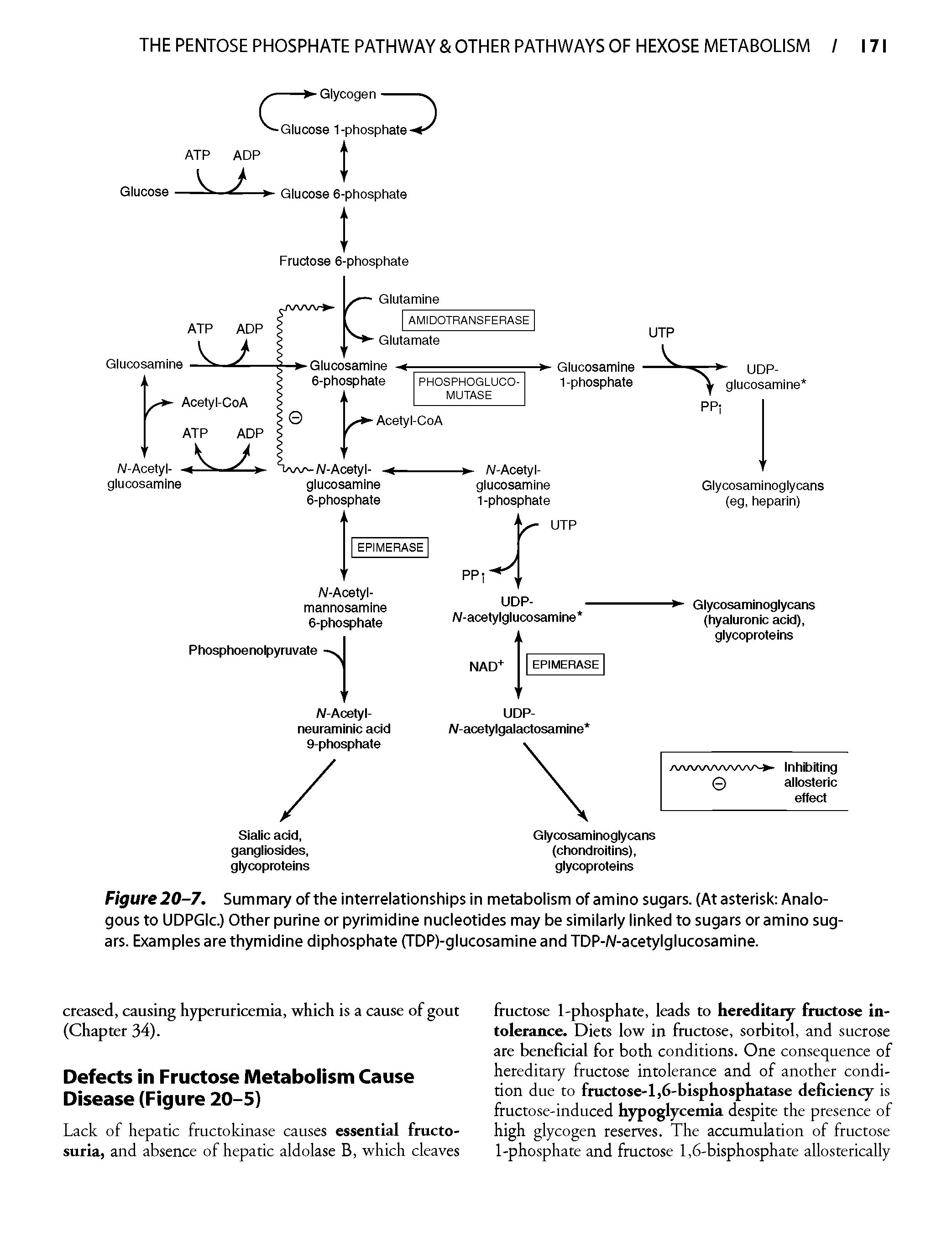 Figure 20-7. Summary of the interrelationships in metabolism of amino sugars. (At asterisk Analogous to UDPGIc.) Other purine or pyrimidine nucleotides may be similarly linked to sugars or amino sugars. Examples are thymidine diphosphate (TDP)-glucosamine and TDP-N-acetylglucosamine.