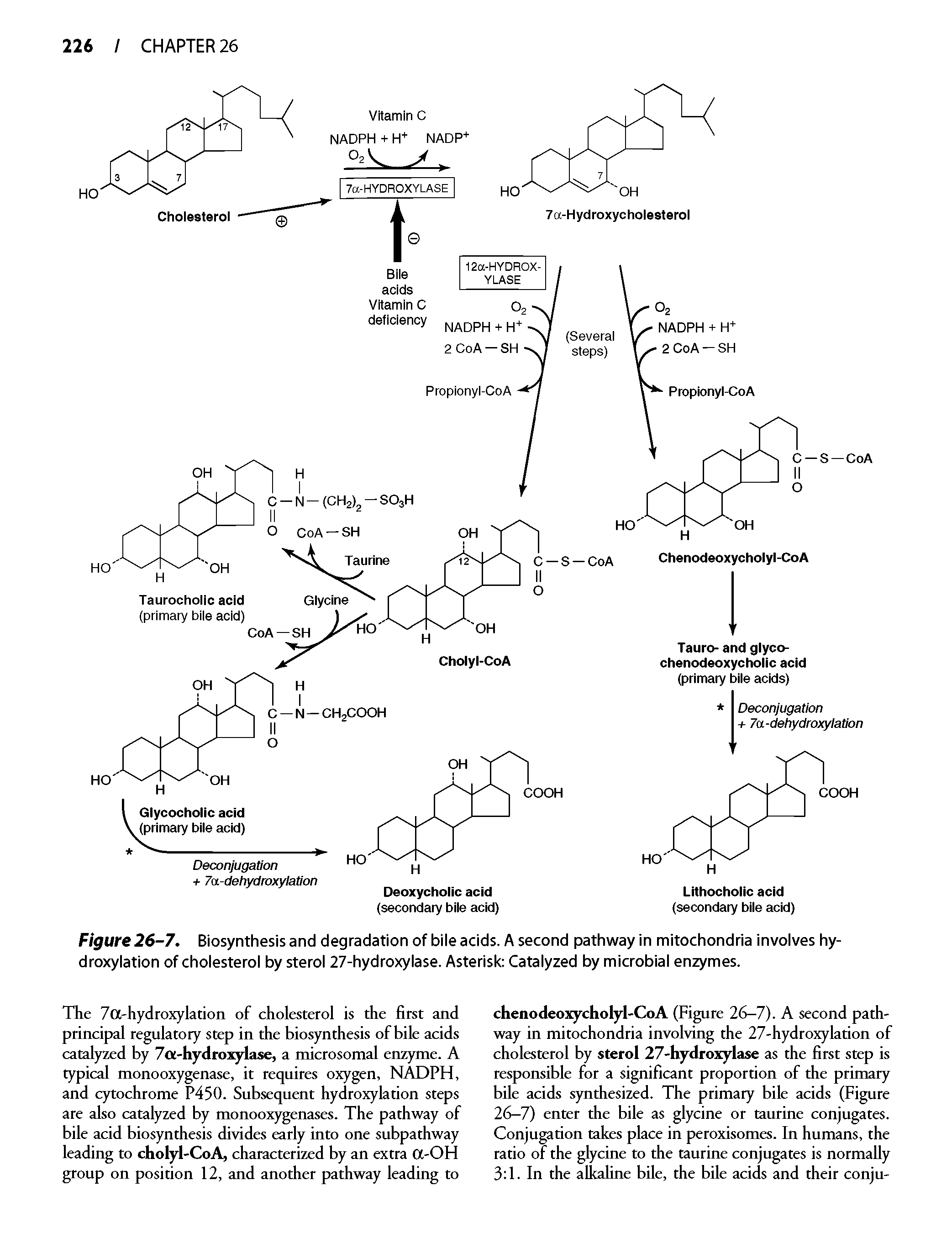 Figure 26-7. Biosynthesis and degradation of bile acids. A second pathway in mitochondria involves hy-droxylation of cholesterol by sterol 27-hydroxylase. Asterisk Catalyzed by microbial enzymes.