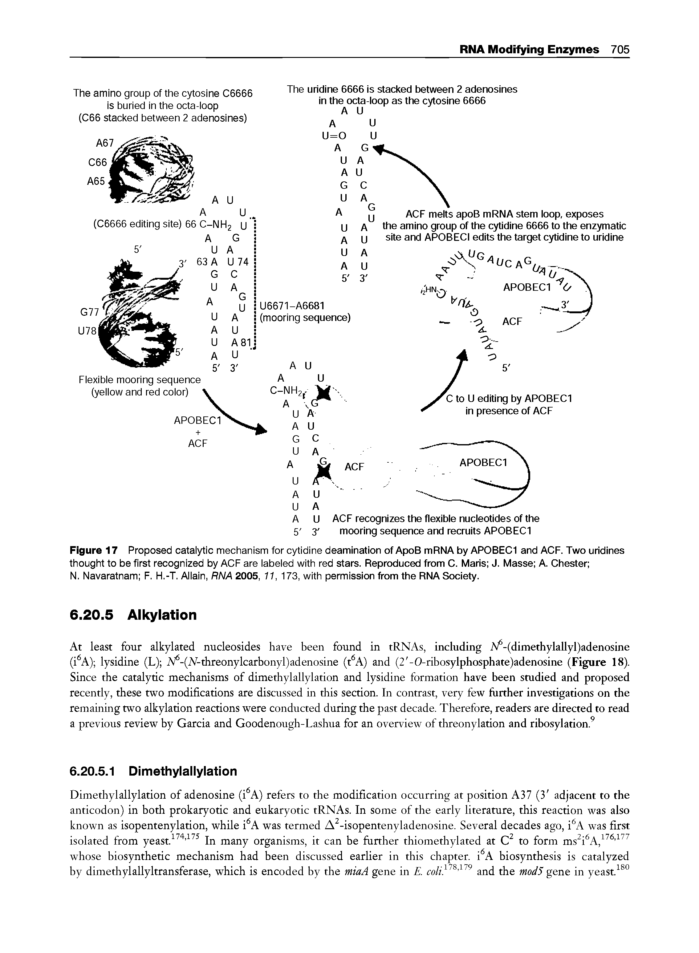 Figure 17 Proposed catalytic mechanism for cytidine deamination of ApoB mRNA by APOBECI and ACF. Two uridines thought to be first recognized by ACF are labeled with red stars. Reproduced from C. Maris J. Masse A. Chester ...