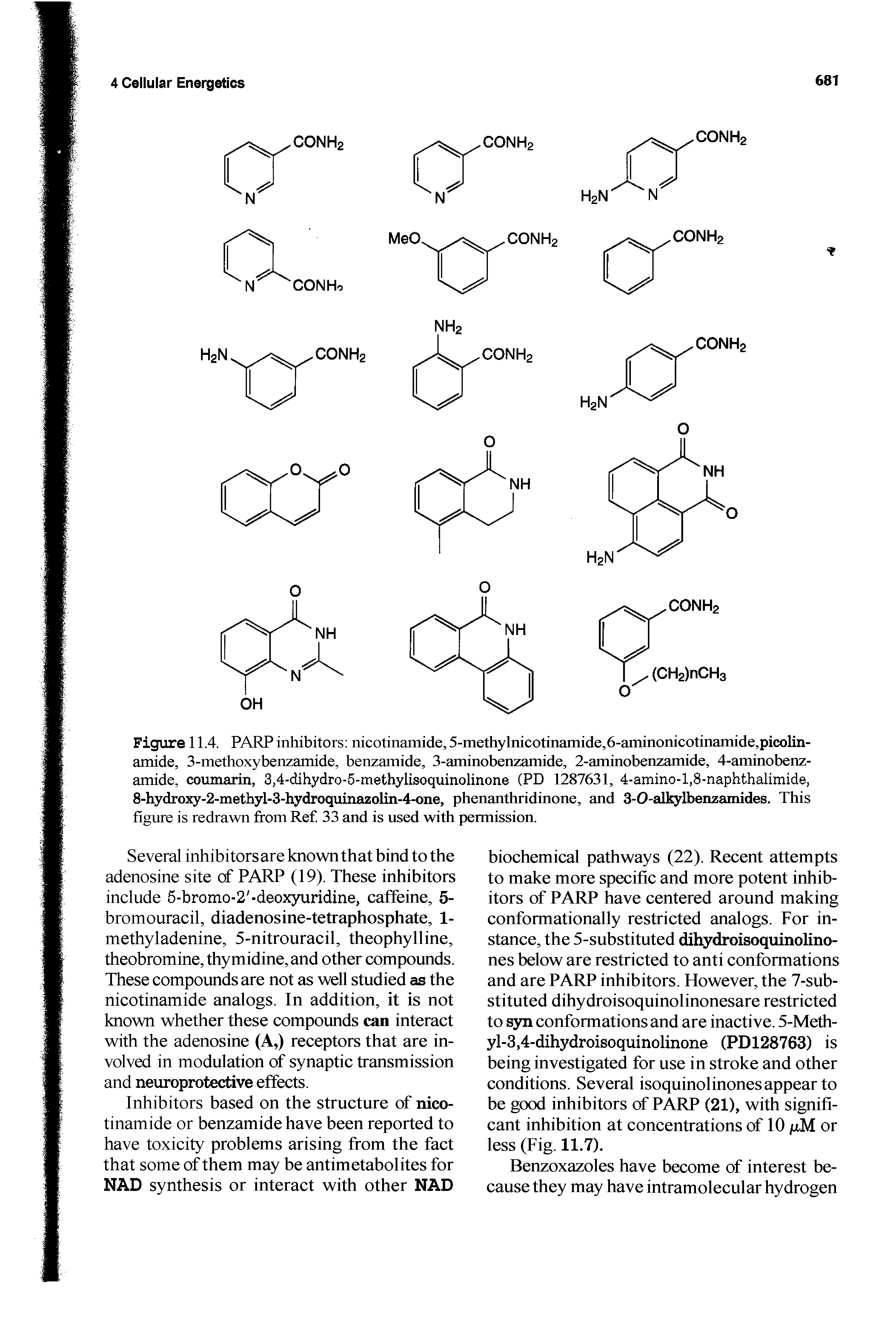 Figure 11.4. PARP inhibitors nicotinamide, 5-methylnicotinamide,6-aminonicotinamide,picolin-amide, 3-methoxybenzamide, benzamide, 3-aminobenzamide, 2-aminobenzamide, 4-aminobenz-amide, coumarin, 3,4-dihydro-5-methylisoquinolinone (PD 1287631, 4-amino-l,8-naphthalimide, 8-hydroxy-2-methyl-3-hydroquina2olin-4-one, phenanthridinone, and 3-0-allQ lbenzamides. This figure is redrawn from Ref 33 and is used with permission.