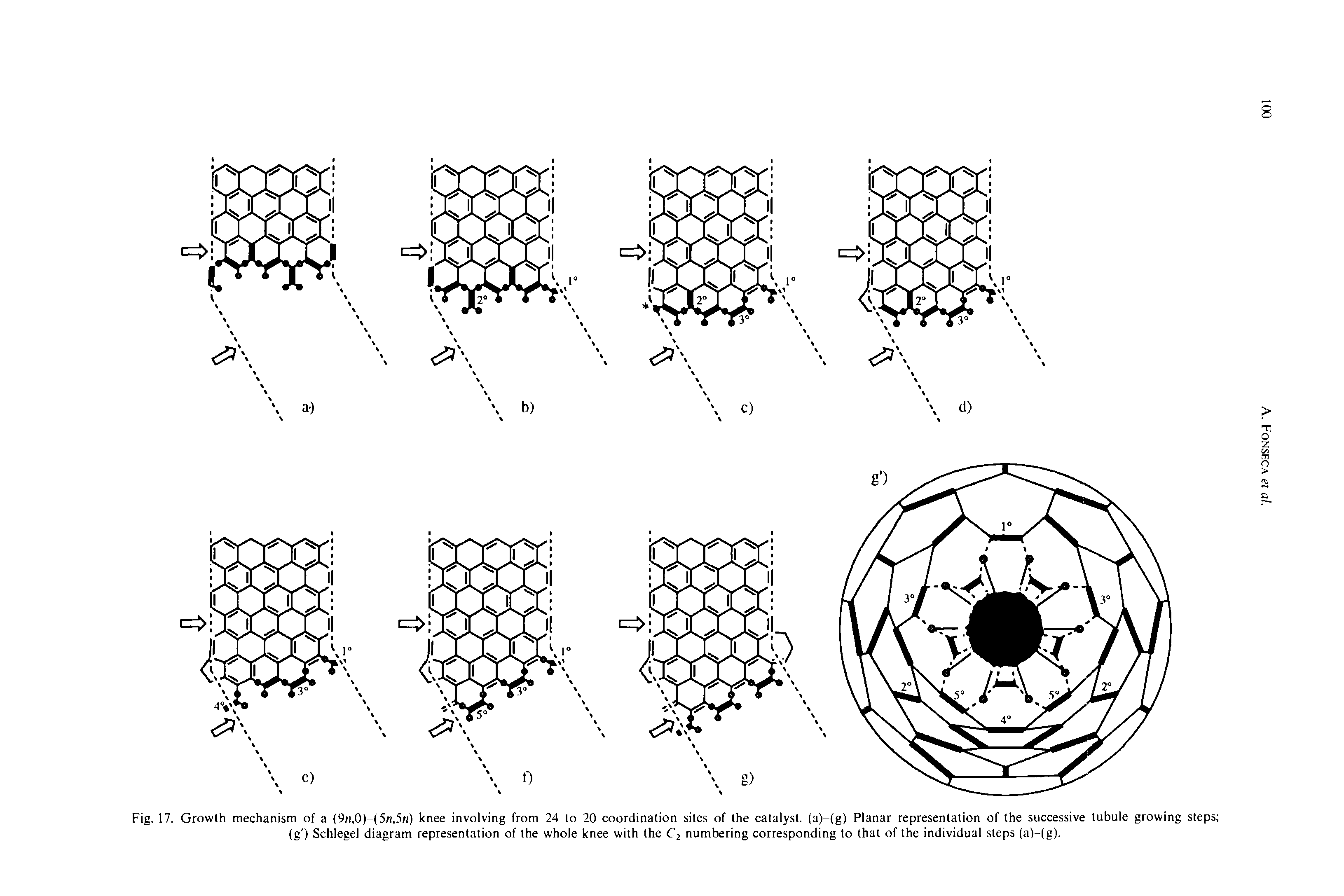 Fig. 17. Growth mechanism of a (9/i,0)-(5n,5n) knee involving from 24 to 20 coordination sites of the catalyst, (a)-(g) Planar representation of the successive tubule growing steps (g ) Schlegel diagram representation of the whole knee with the Ci numbering corresponding to that of the individual steps (a)-(g).