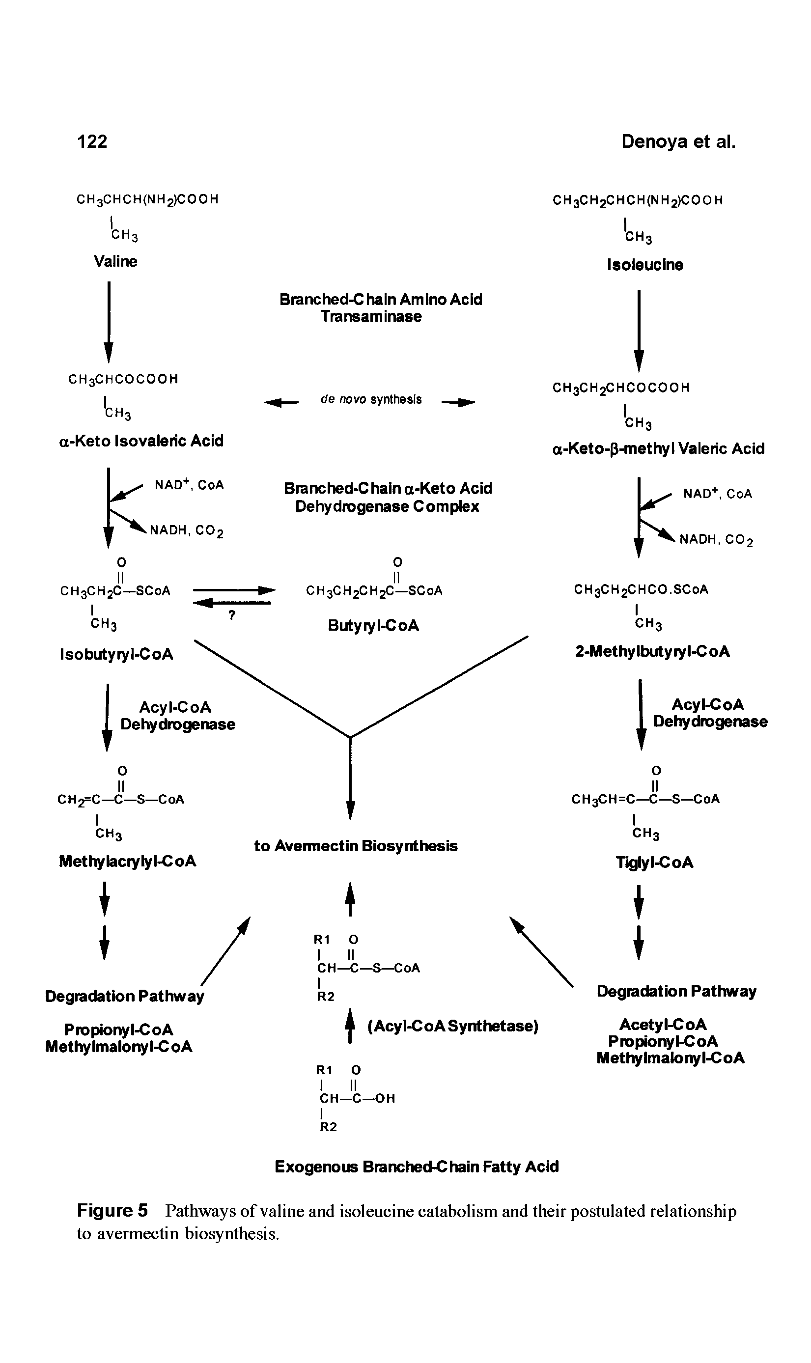 Figure 5 Pathways of valine and isoleucine catabolism and their postulated relationship to avermectin biosynthesis.
