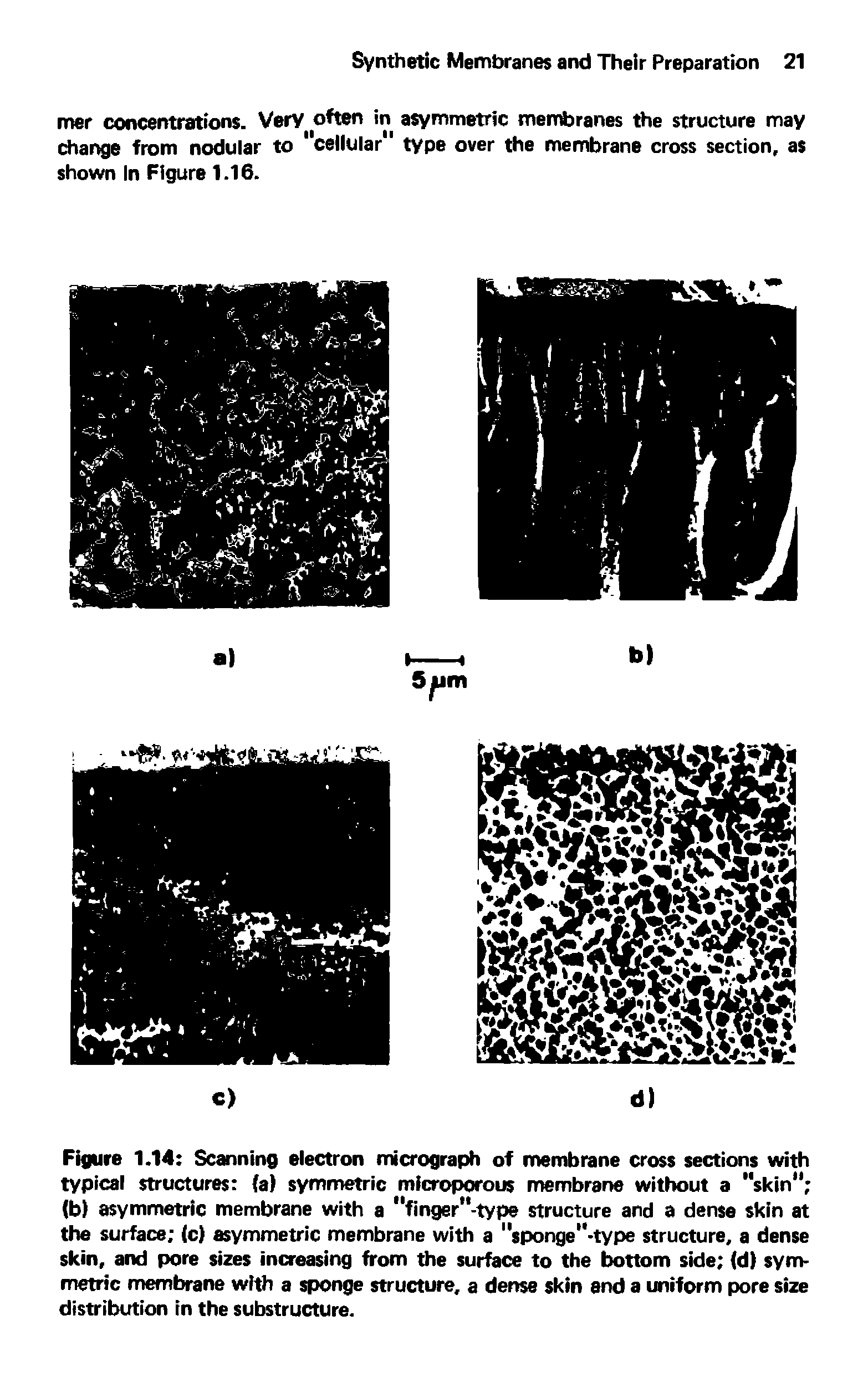 Figure 1.14 Scanning electron micrograph of membrane cross sections with typical structures (a) symmetric microporous membrane without a "skin" (b) asymmetric membrane with a "finger"-type structure and a dense skin at the surface (c) asymmetric membrane with a "sponge"-type structure, a dense skin, and pore sizes increasing from the surface to the bottom side (d) symmetric membrane with a sponge structure, a dense skin and a uniform pore size distribution in the substructure.