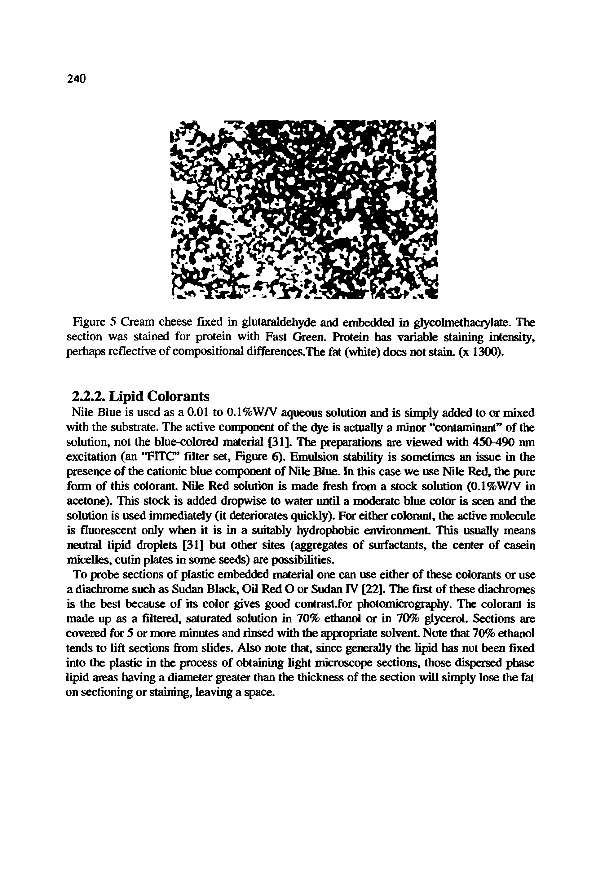 Figure 5 Cream cheese fixed in glutaraldehyde and embedded in glycolmethacrylate. The section was stained for protein with Fast Green. Protein has variable staining intensity, perhaps reflective of compositional differences.The fat (white) does not stain, (x 1300).