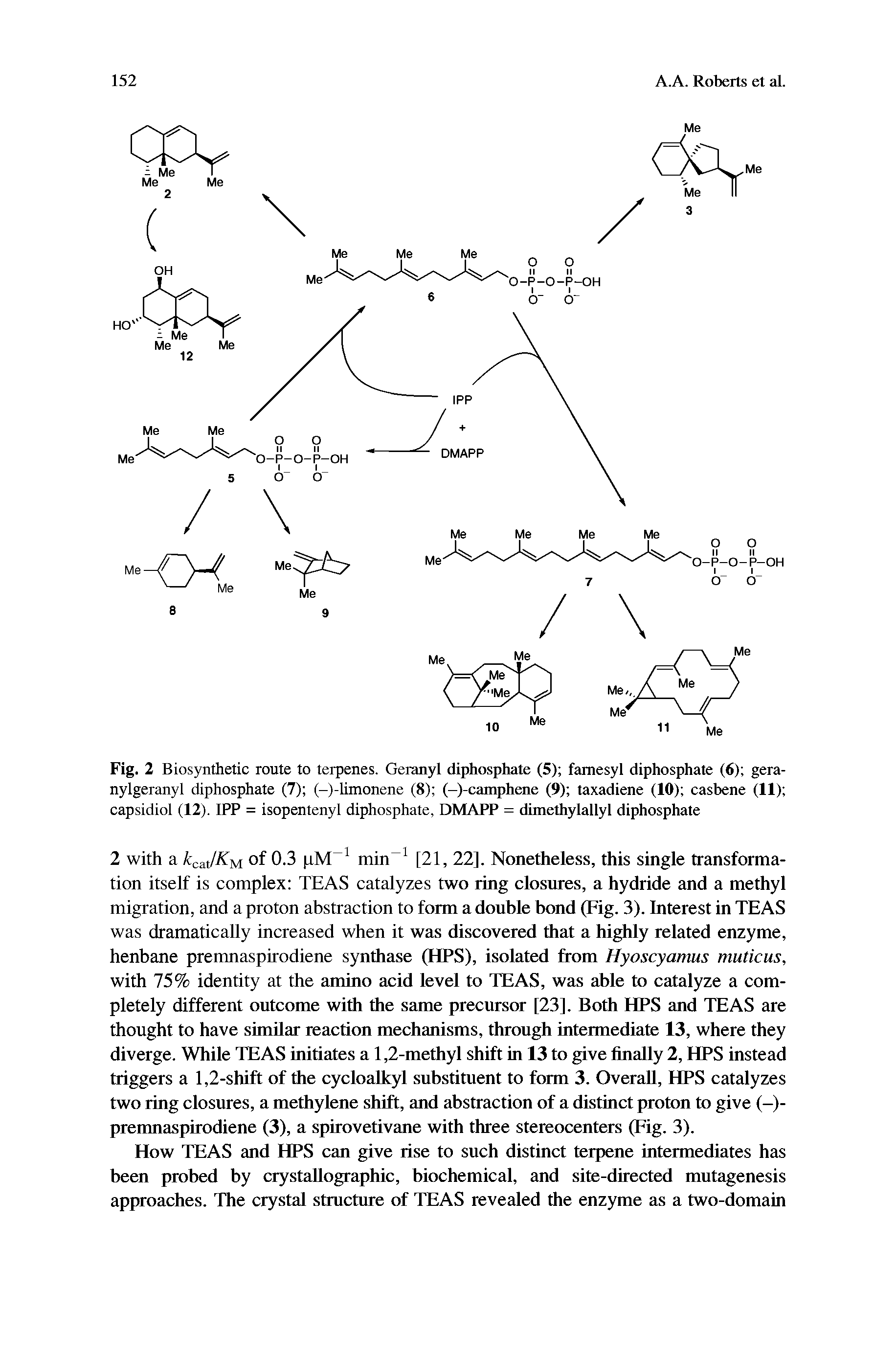 Fig. 2 Biosynthetic route to terpenes. Geranyl diphosphate (5) famesyl diphosphate (6) gera-nylgeranyl diphosphate (7) (-)-limonene (8) (-)-camphene (9) taxadiene (10) casbene (II) capsidiol (12). IPP = isopentenyl diphosphate, DMAPP = dimethylallyl diphosphate...