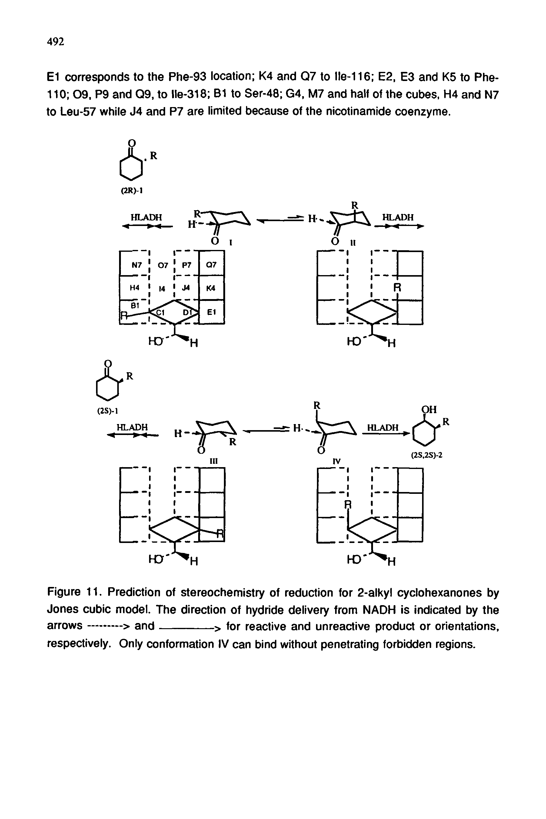 Figure 11. Prediction of stereochemistry of reduction for 2-alkyl cyclohexanones by Jones cubic model. The direction of hydride delivery from NADH is indicated by the...