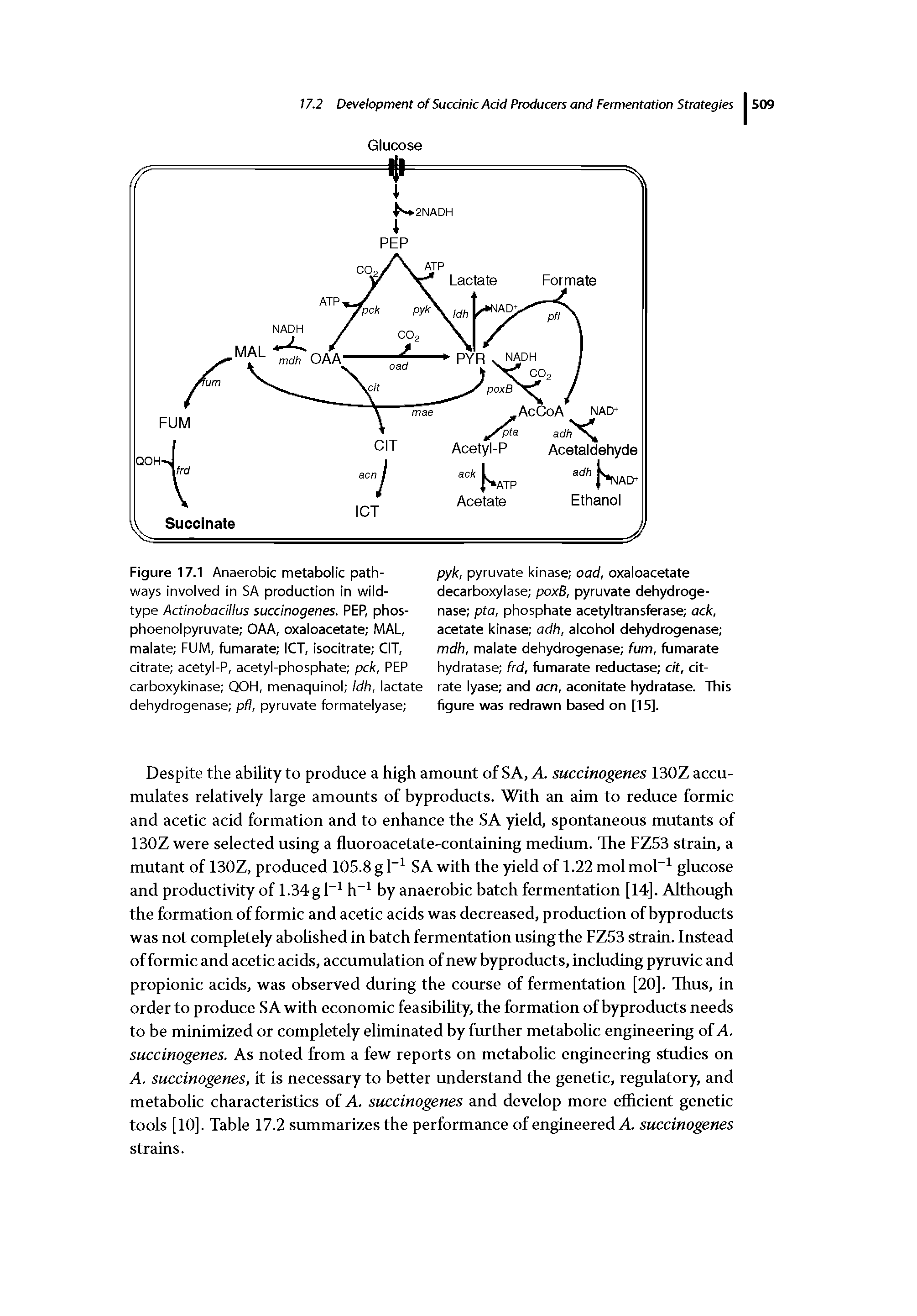 Figure 17.1 Anaerobic metabolic pathways involved in SA production in wild-type Actinobacillus succinogenes. PEP, phos-phoenolpyruvate OAA, oxaloacetate MAL, malate FUM, fumarate ICT, IsocItrate CIT, citrate acetyl-P, acetyl-phosphate pck, PEP carboxykinase QOH, menaquinol Idh, lactate dehydrogenase pfi, pyruvate formatelyase ...