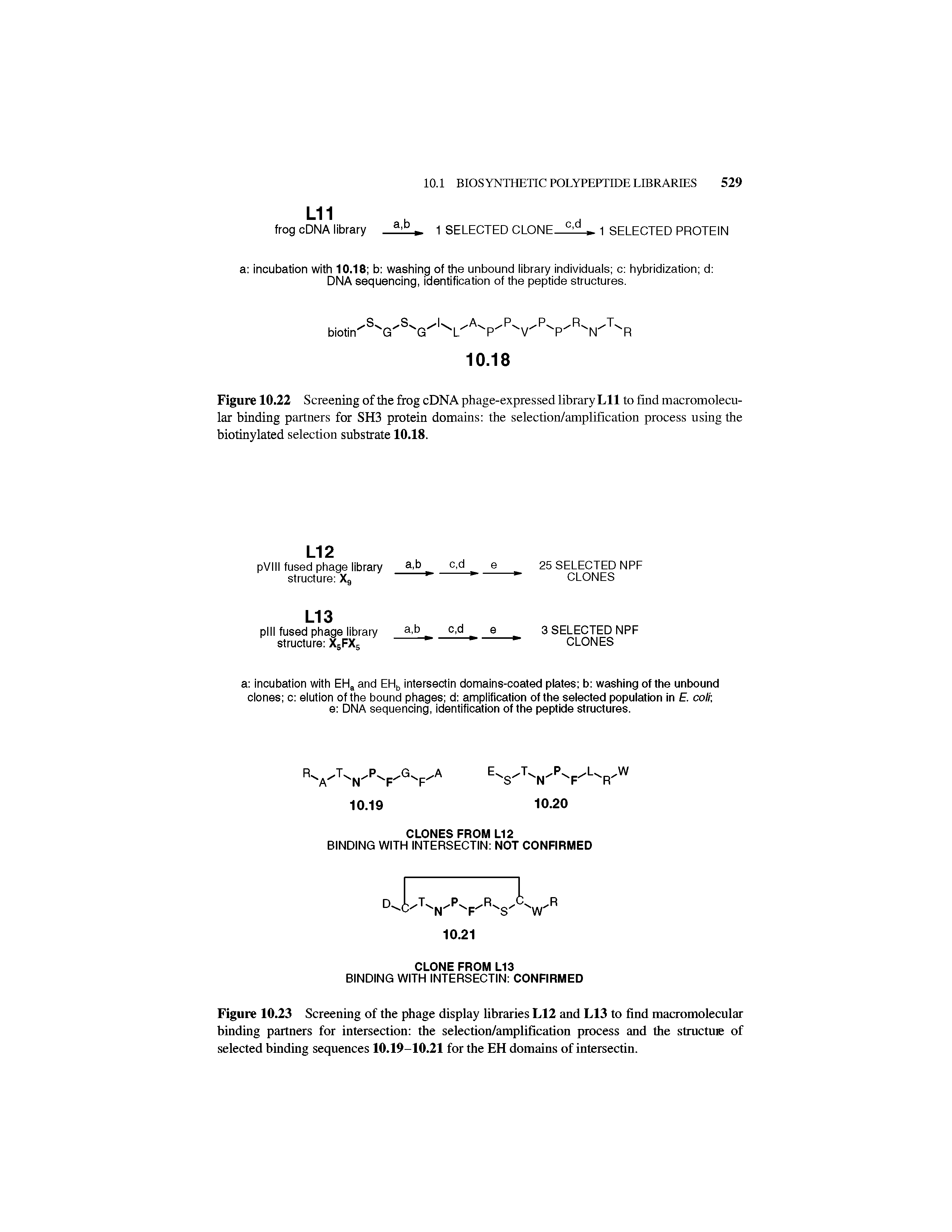 Figure 10.23 Screening of the phage display libraries L12 and L13 to find macromolecular binding partners for intersection the selection/amplification process and the structuie of selected binding sequences 10.19-10.21 for the EH domains of intersectin.
