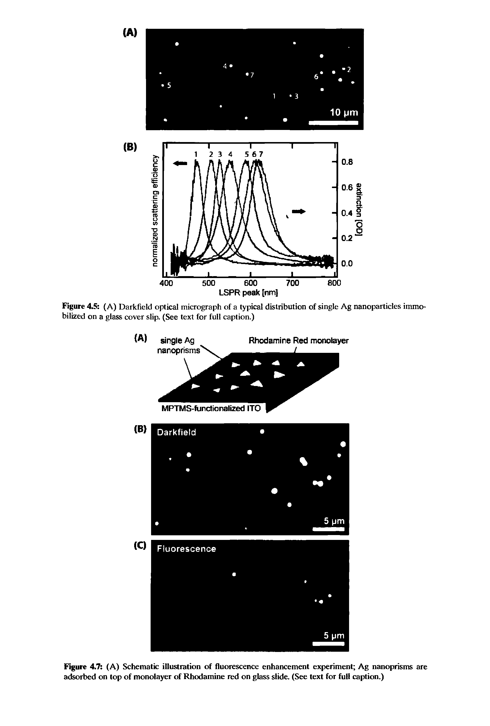 Figure 4.5 (A) Darkfield optical micrograph of a typical distribution of single Ag nanoparticles immobilized on a glass cover slip. (See text for full caption.)...