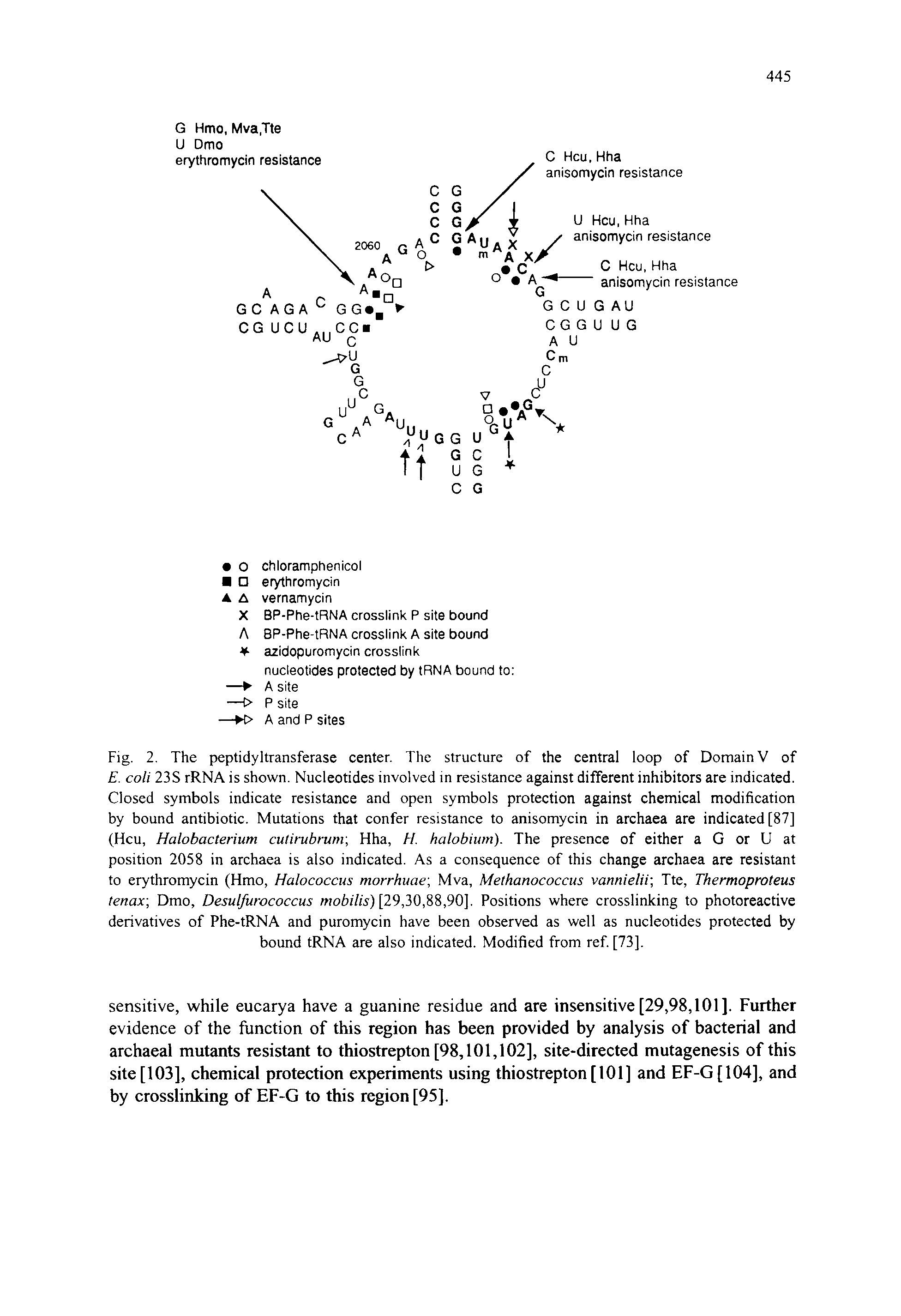 Fig. 2. The peptidyltransferase center. The structure of the central loop of Domain V of E. coli 23S rRNA is shown. Nucleotides involved in resistance against different inhibitors are indicated. Closed symbols indicate resistance and open symbols protection against chemical modification by bound antibiotic. Mutations that confer resistance to anisomycin in archaea are indicated [87] (Hcu, Halobacterium cutirubrum Hha, H. halobium). The presence of either a G or U at position 2058 in archaea is also indicated. As a consequence of this change archaea are resistant to erythromycin (Hmo, Halococcus morrhuae, Mva, Methanococcus vannielii Tte, Thermoproteus lenax Dmo, Desulfurococcus wofirfo) [29,30,88,90]. Positions where crosslinking to photoreactive derivatives of Phe-tRNA and puromycin have been observed as well as nucleotides protected by bound tRNA are also indicated. Modified from ref [73].