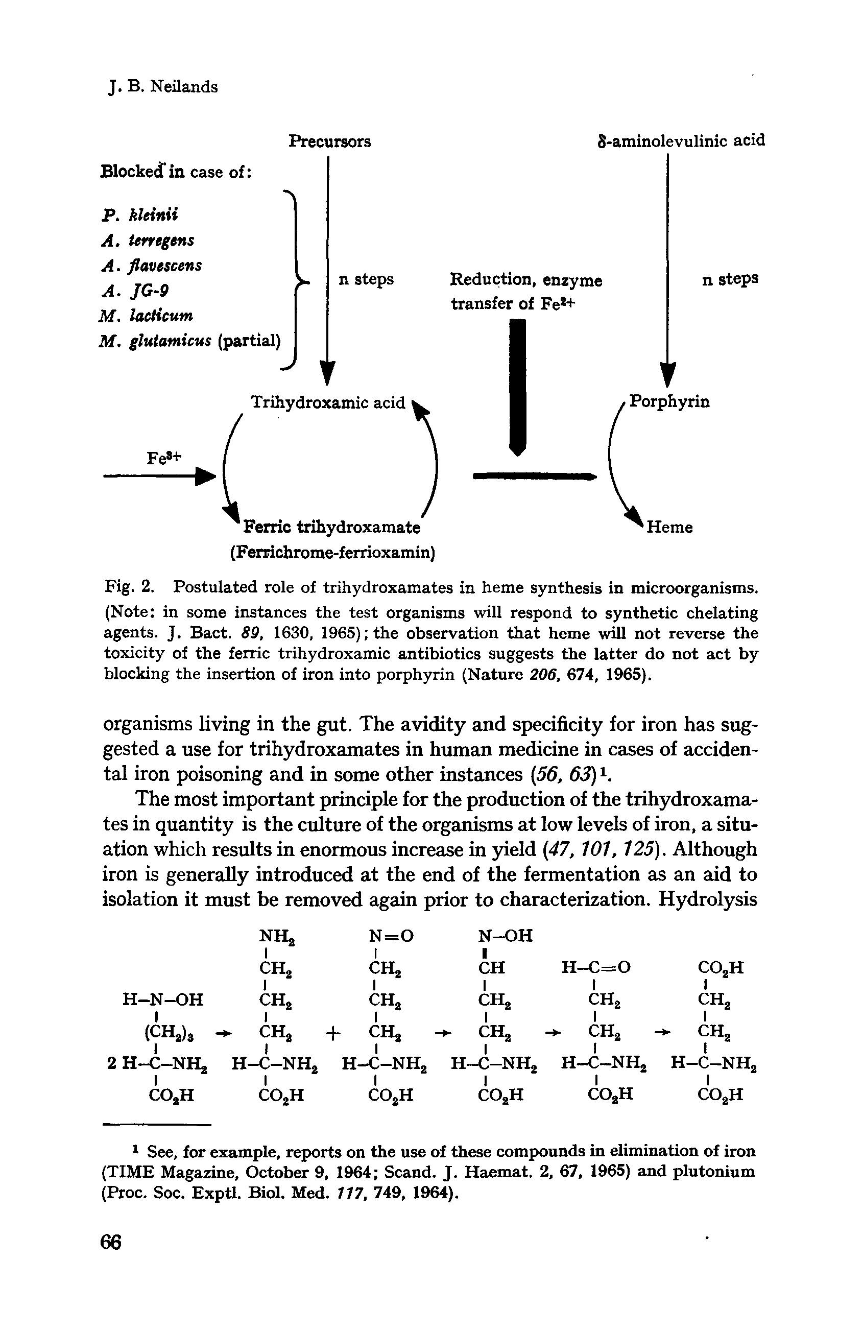 Fig. 2. Postulated role of trihydroxamates in heme synthesis in microorganisms. (Note in some instances the test organisms will respond to synthetic chelating agents. J. Bact. 89, 1630, 1965) the observation that heme will not reverse the toxicity of the ferric trihydroxamic antibiotics suggests the latter do not act by blocking the insertion of iron into porphyrin (Nature 208, 674, 1965).