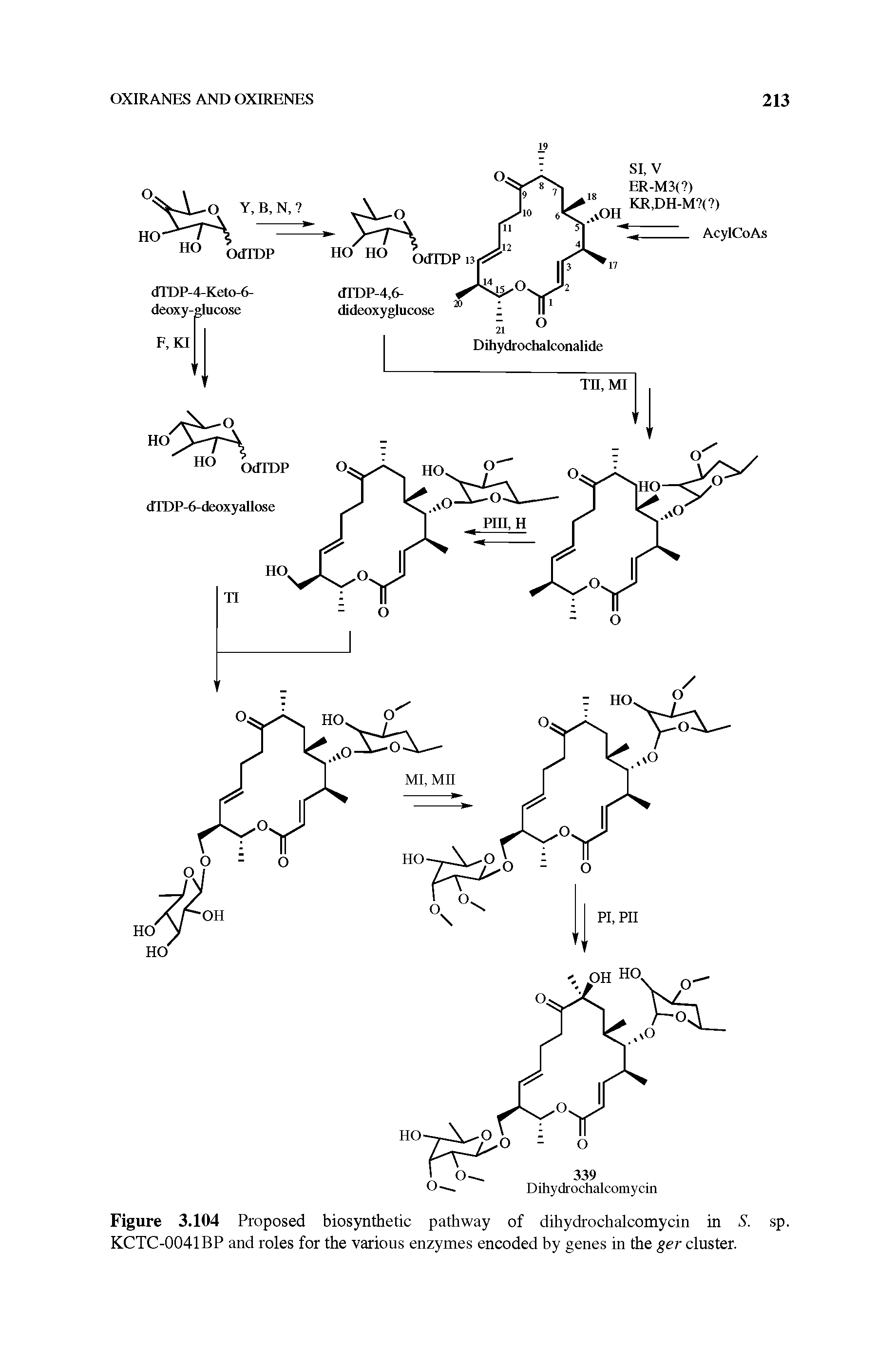 Figure 3.104 Proposed biosynthetic pathway of dihydrochalcomycin in S. sp. KCTC-0041BP and roles for the various enzymes encoded by genes in the ger cluster.