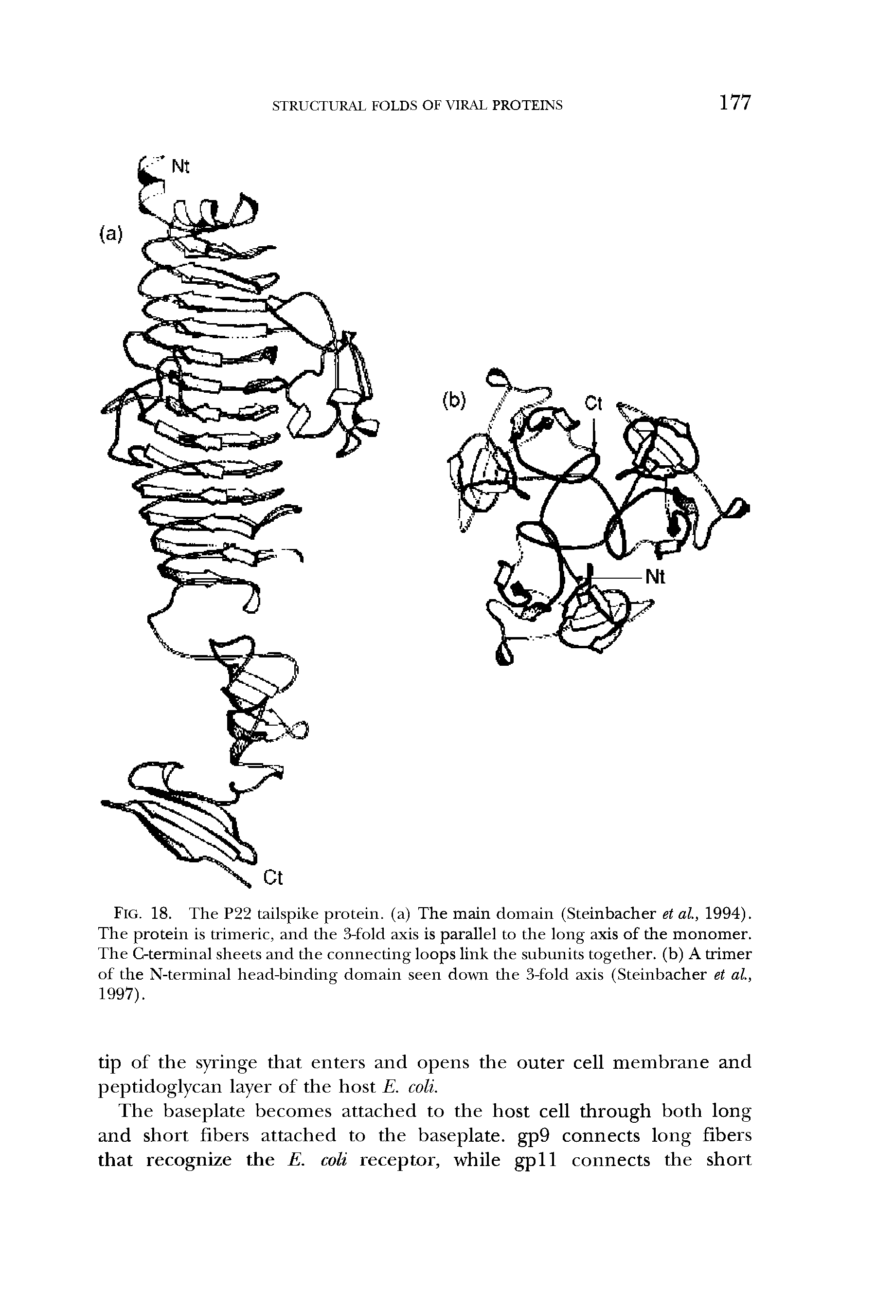 Fig. 18. The P22 tailspike protein, (a) The main domain (Steinbacher et al, 1994). The protein is trimeric, and the 3-fold axis is parallel to the long axis of the monomer. The G-terminal sheets and the connecting loops link the subunits together, (b) A trimer of the N-terminal head-binding domain seen down the 3-fold axis (Steinbacher et al., 1997).