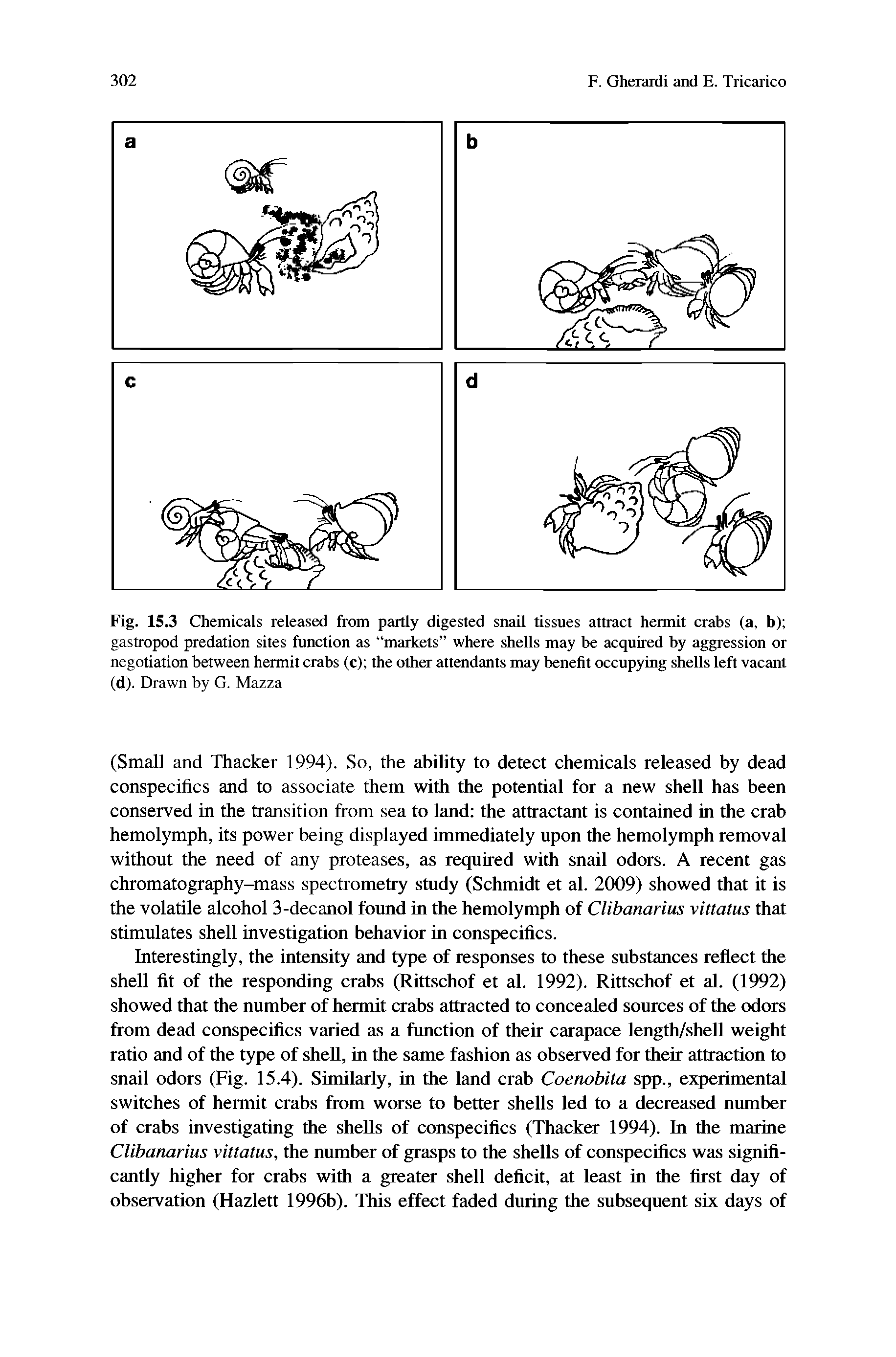 Fig. 15.3 Chemicals released from partly digested snail tissues attract hermit crabs (a, b) gastropod predation sites function as markets where shells may be acquired by aggression or negotiation between hermit crabs (c) the other attendants may benefit occupying shells left vacant (d). Drawn by G. Mazza...