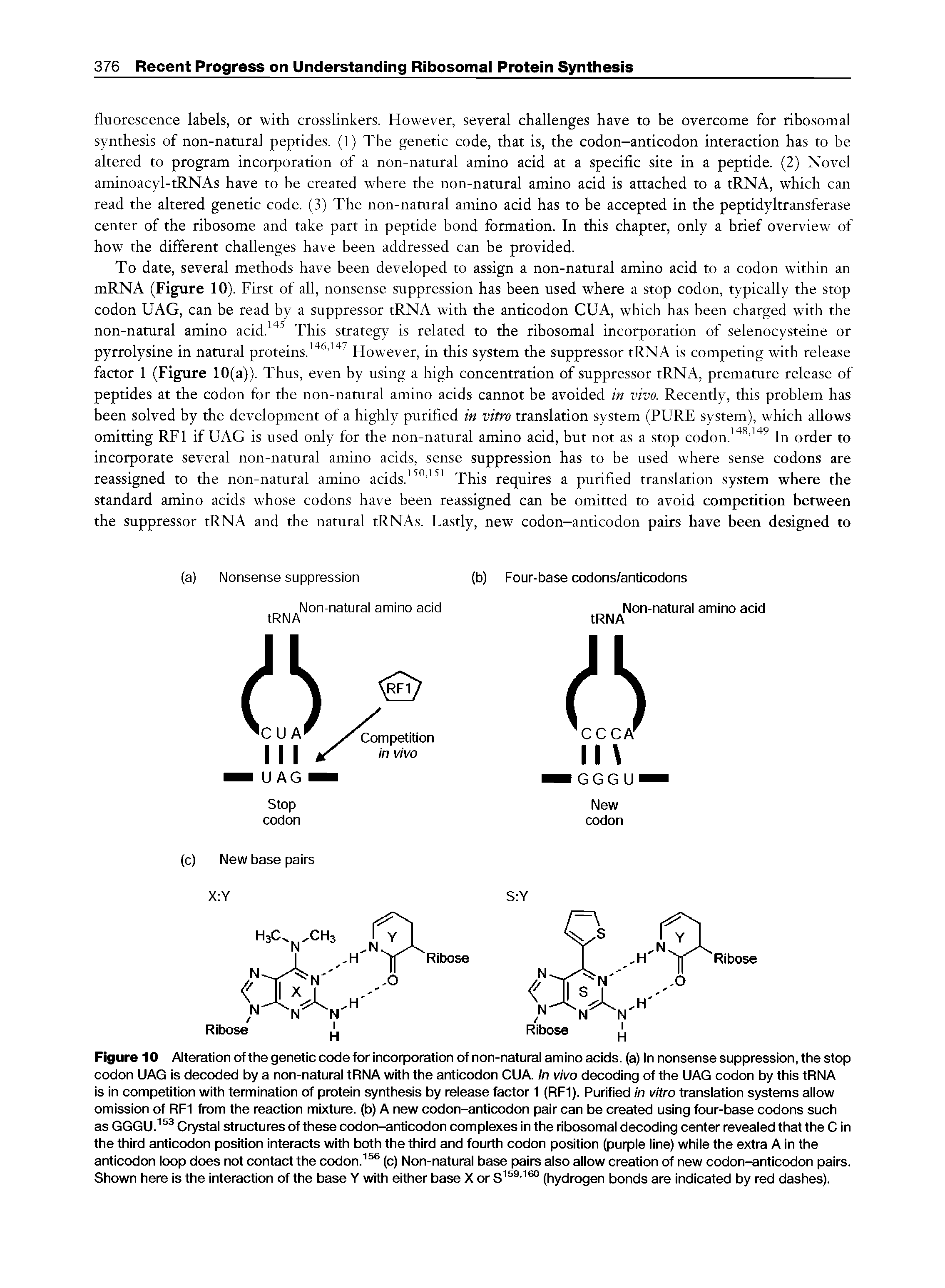 Figure 10 Alteration of the genetic code for incorporation of non-natural amino acids, (a) In nonsense suppression, the stop codon UAG is decoded by a non-natural tRNA with the anticodon CUA. In vivo decoding of the UAG codon by this tRNA is in competition with termination of protein synthesis by release factor 1 (RFl). Purified in vitro translation systems allow omission of RF1 from the reaction mixture, (b) A new codon-anticodon pair can be created using four-base codons such as GGGU. Crystal structures of these codon-anticodon complexes in the ribosomal decoding center revealed that the C in the third anticodon position interacts with both the third and fourth codon position (purple line) while the extra A in the anticodon loop does not contact the codon.(c) Non-natural base pairs also allow creation of new codon-anticodon pairs. Shown here is the interaction of the base Y with either base X or (hydrogen bonds are indicated by red dashes).