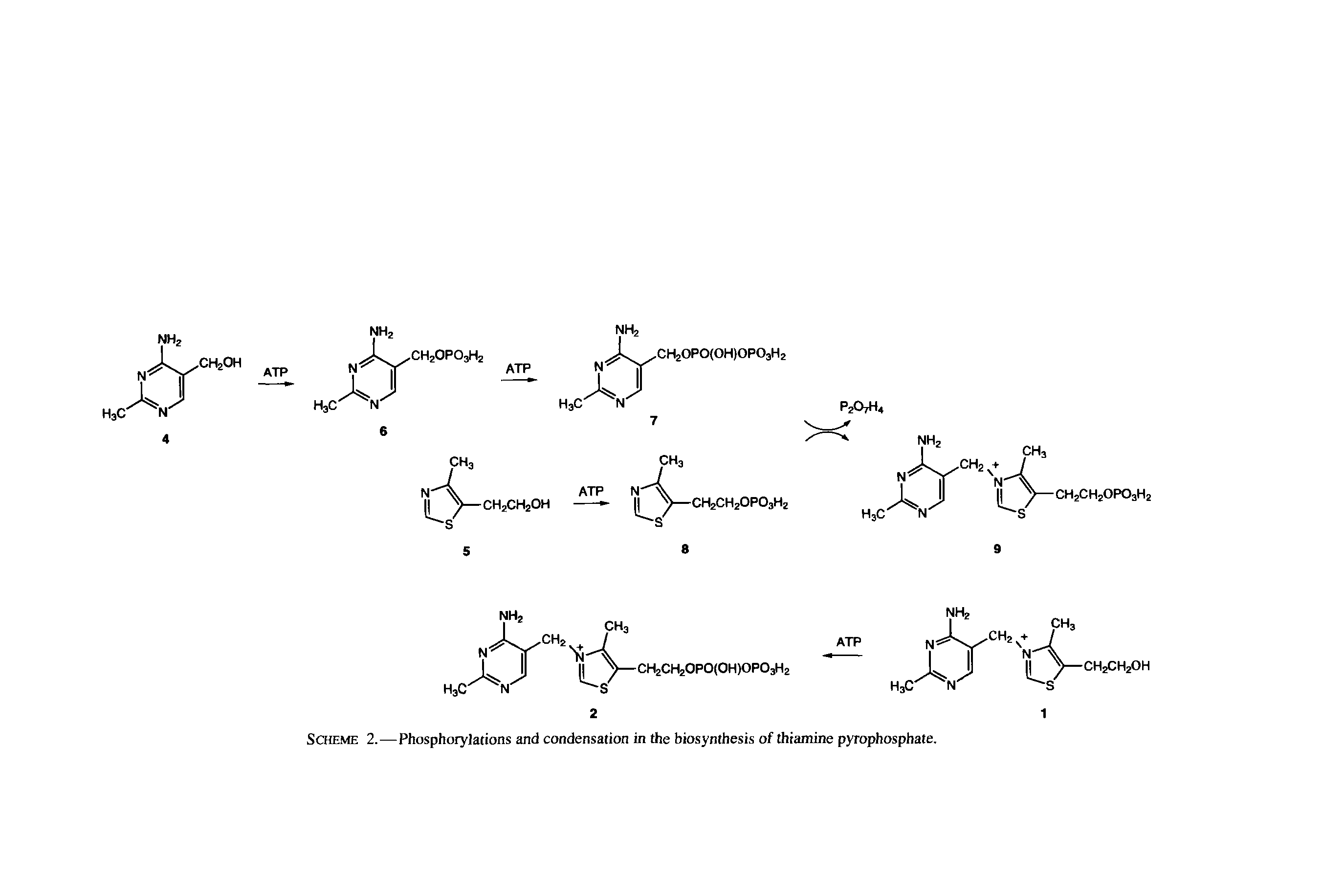 Scheme 2.—Phosphorylations and condensation in the biosynthesis of thiamine pyrophosphate.