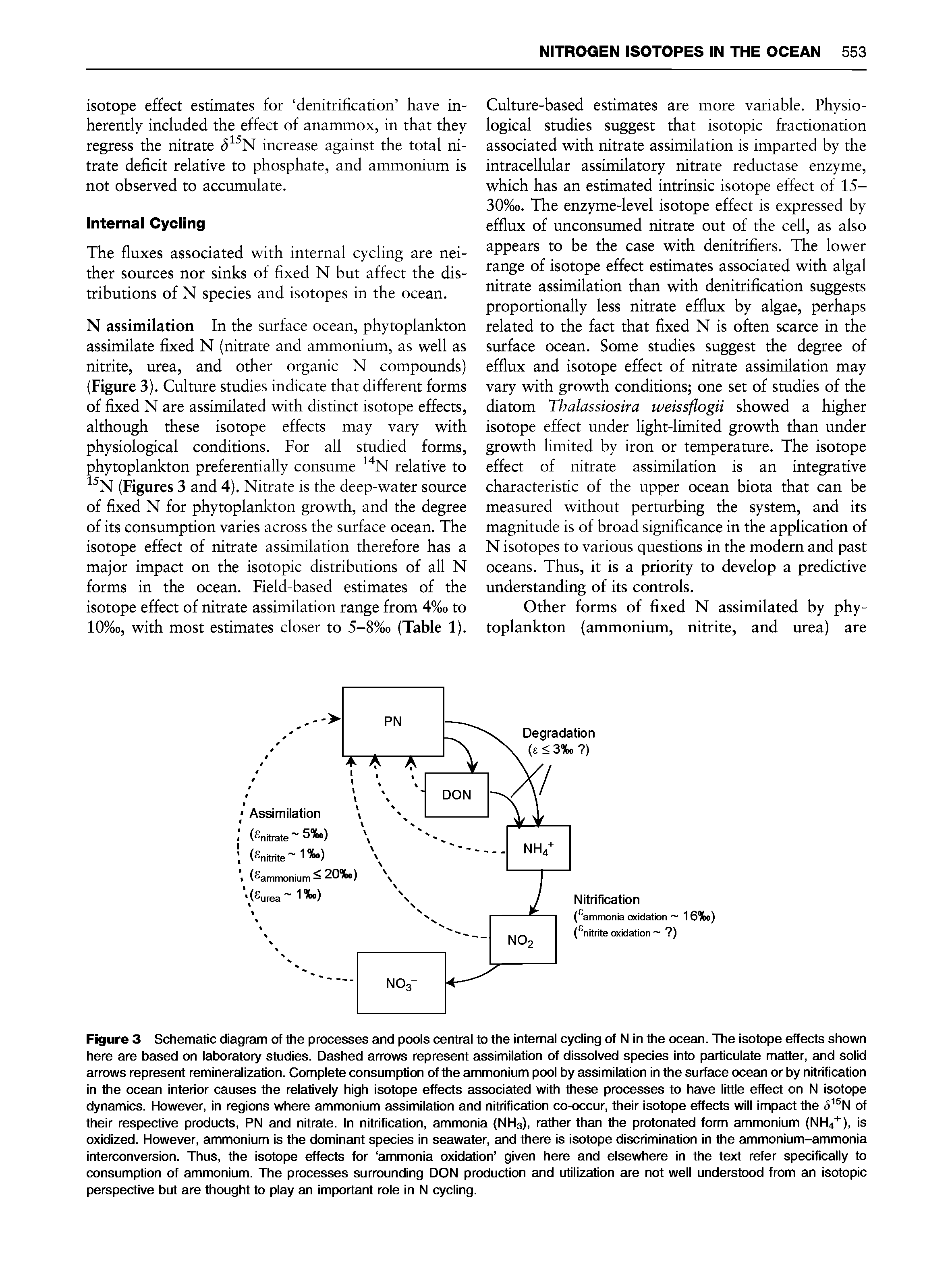 Figure 3 Schematic diagram of the processes and pools central to the internal cycling of N in the ocean. The isotope effects shown here are based on laboratory studies. Dashed arrows represent assimilation of dissolved species into particulate matter, and solid arrows represent remineralization. Complete consumption of the ammonium pool by assimilation in the surface ocean or by nitrification in the ocean interior causes the relatively high isotope effects associated with these processes to have little effect on N isotope dynamics. However, in regions where ammonium assimilation and nitrification co-occur, their isotope effects will impact the <5 N of their respective products, PN and nitrate. In nitrification, ammonia (NHs), rather than the protonated form ammonium (NH4 ), is oxidized. However, ammonium is the dominant species in seawater, and there is isotope discrimination in the ammonium-ammonia interconversion. Thus, the isotope effects for ammonia oxidation given here and elsewhere in the text refer specifically to consumption of ammonium. The processes surrounding DON production and utilization are not well understood from an isotopic perspective but are thought to play an important role in N cycling.