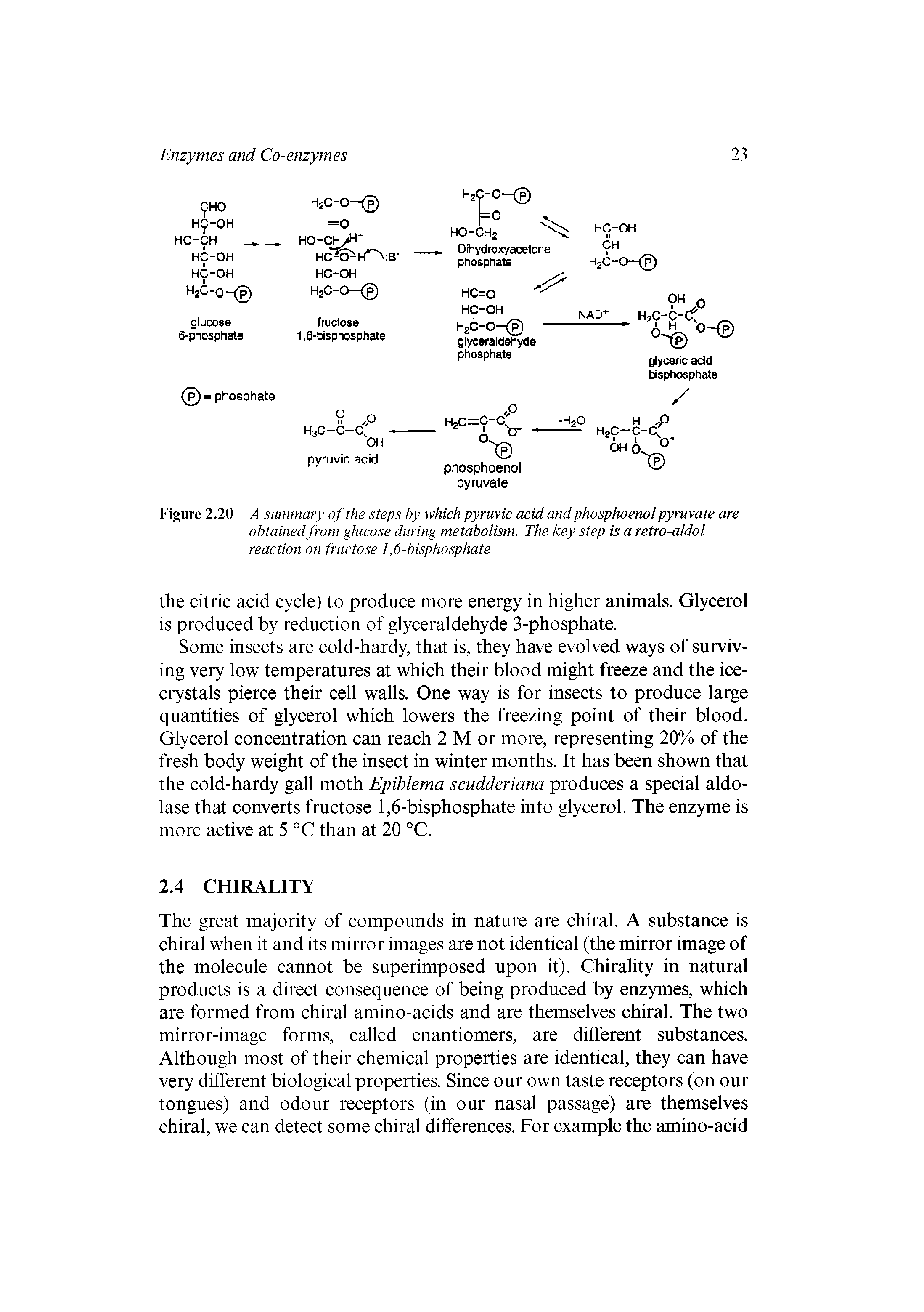 Figure 2.20 A summary of the steps by which pyruvic acid and phosphoenol pyruvate are...