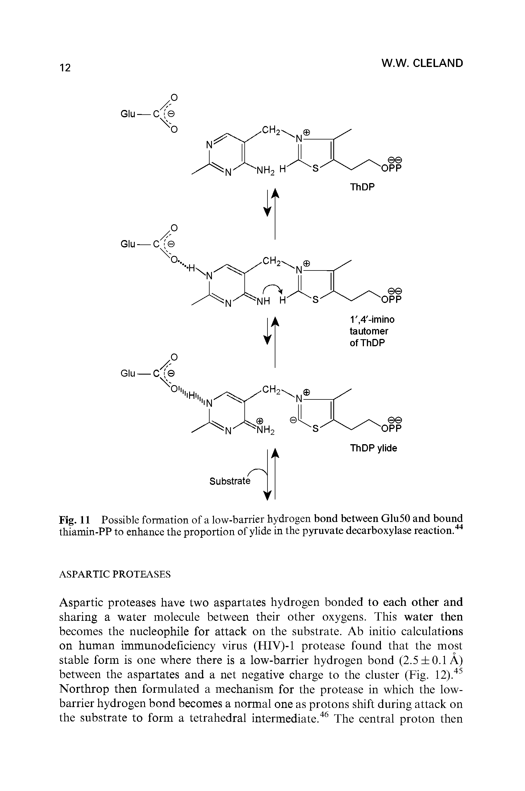 Fig. 11 Possible formation of a low-barrier hydrogen bond between Glu50 and bound thiamin-PP to enhance the proportion of ylide in the pyruvate decarboxylase reaction.44...