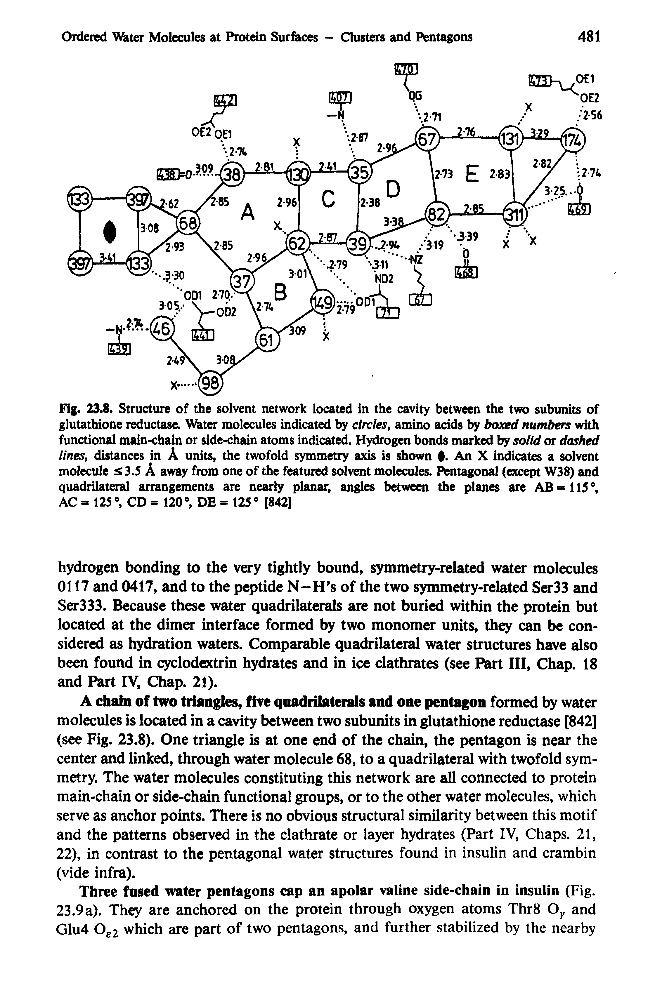 Fig. 23.8. Structure of the solvent network located in the cavity between the two subunits of glutathione reductase. Water molecules indicated by circles, amino acids by boxed numbers with functional main-chain or side-chain atoms indicated. Hydrogen bonds marked by solid or dashed lines, distances in A units, the twofold symmetry axis is shown An X indicates a solvent molecule s3.5 A away from one of the featured solvent molecules. Pentagonal (except W38) and quadrilateral arrangements are nearly planar, angles between the planes are AB =115°, AC = 125 °, CD = 120°, DE = 125 0 [842]...