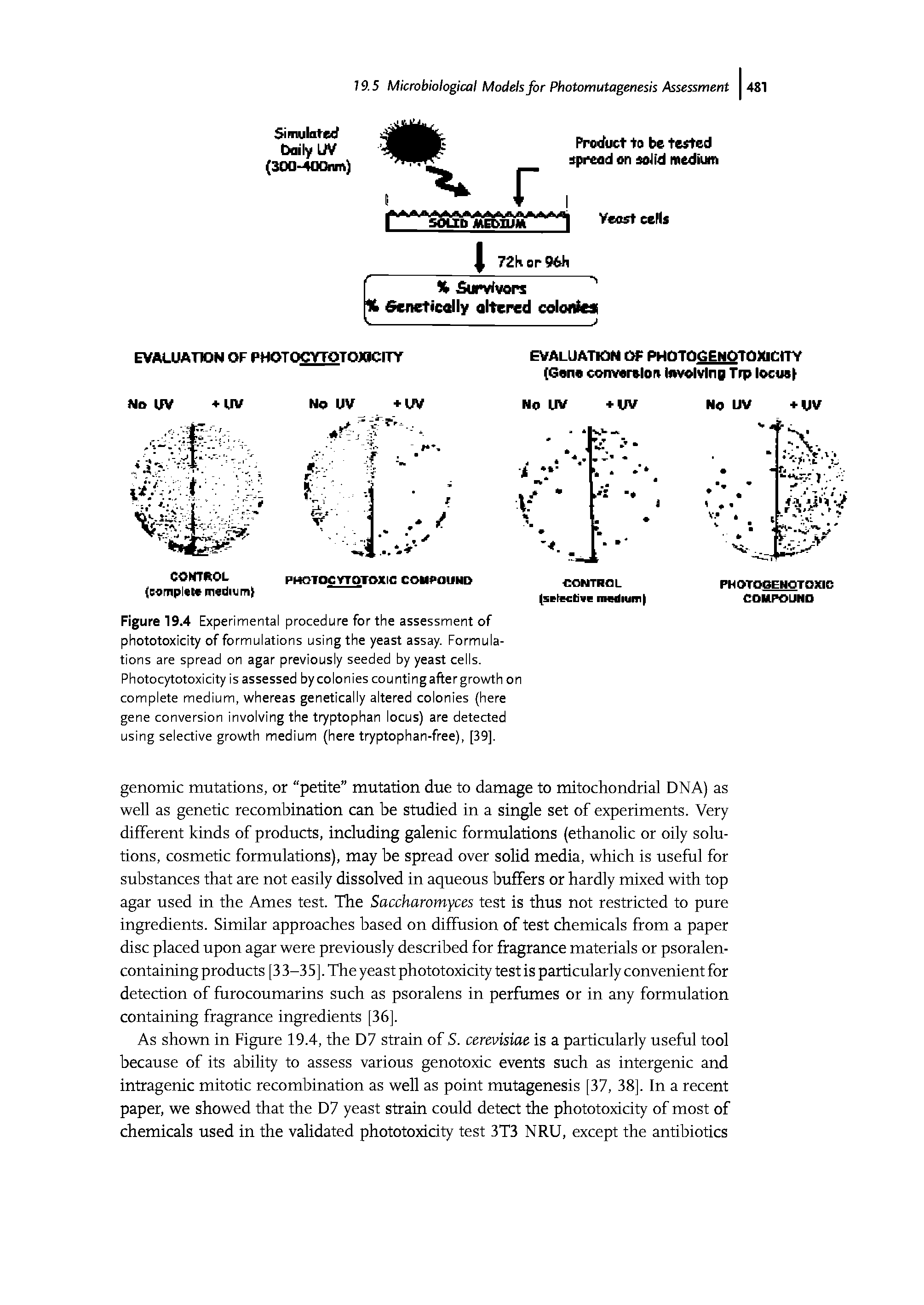 Figure 19.4 Experimental procedure for the assessment of phototoxicity of formulations using the yeast assay. Formulations are spread on agar previously seeded by yeast cells. Photocytotoxicity is assessed by colonies counting after growth on complete medium, whereas genetically altered colonies (here gene conversion involving the t ptophan locus) are detected using selective growth medium (here tryptophan-free), [39].