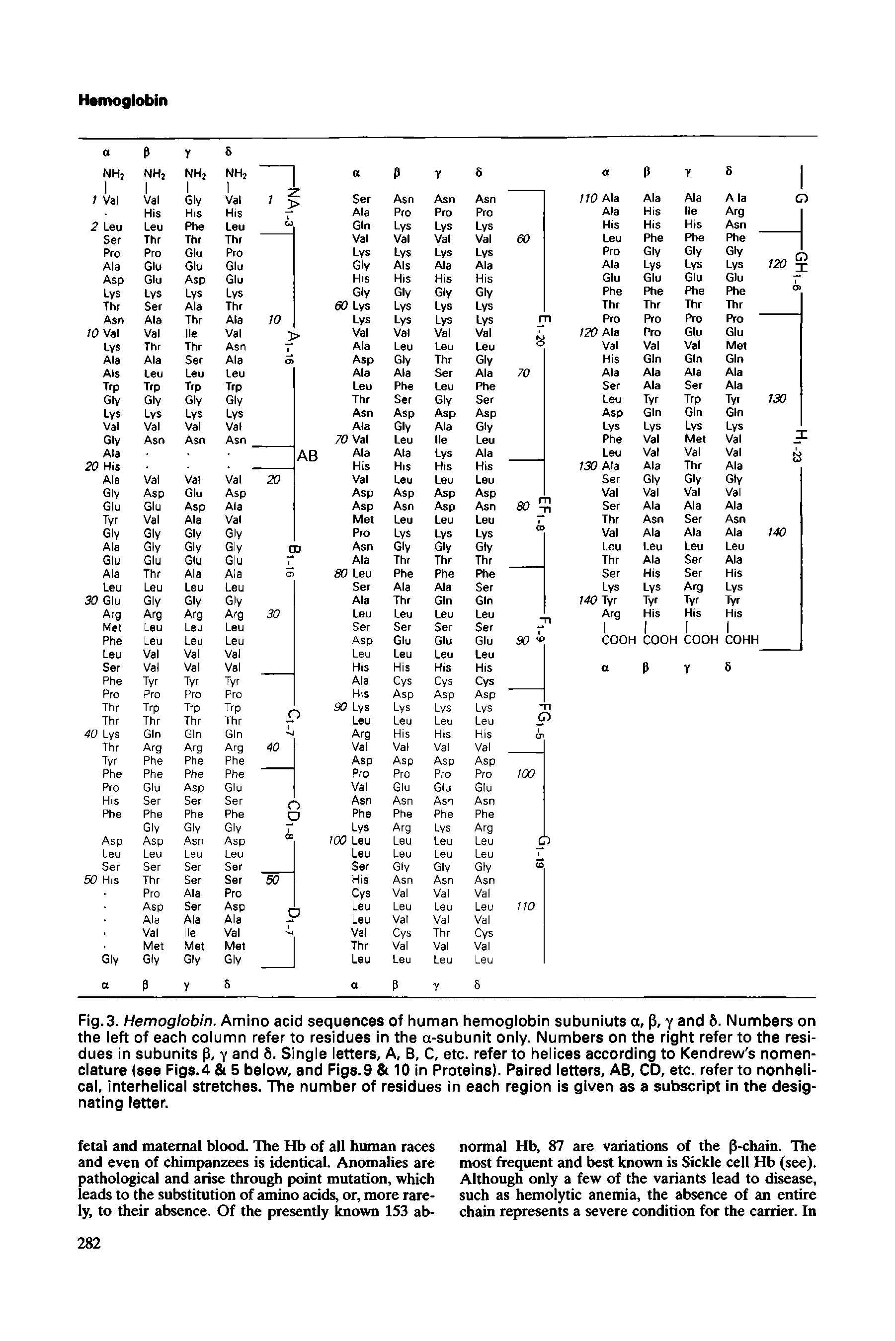 Fig. 3. Hemoglobin. Amino acid sequences of human hemoglobin subuniuts a, y and 6. Numbers on the left of each column refer to residues in the a-subunit only. Numbers on the right refer to the residues in subunits p, y and 6. Single letters, A, B, C, etc. refer to helices according to Kendrew s nomenclature (see Figs.4 5 below, and Figs.9 10 in Proteins). Paired letters, AB, CD, etc. refer to nonhelical, interhelical stretches. The number of residues in each region is given as a subscript in the designating letter.