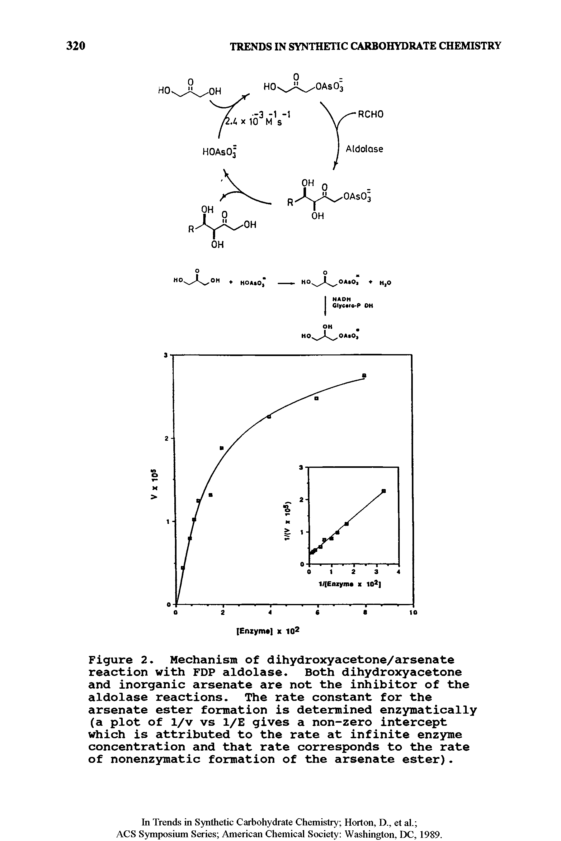 Figure 2. Mechanism of dihydroxyacetone/arsenate reaction with FDP aldolase. Both dihydroxyacetone and inorganic arsenate are not the inhibitor of the aldolase reactions. The rate constant for the arsenate ester formation is determined enzymatically (a plot of 1/v vs 1/E gives a non-zero intercept which is attributed to the rate at infinite enzyme concentration and that rate corresponds to the rate of nonenzymatic formation of the arsenate ester).