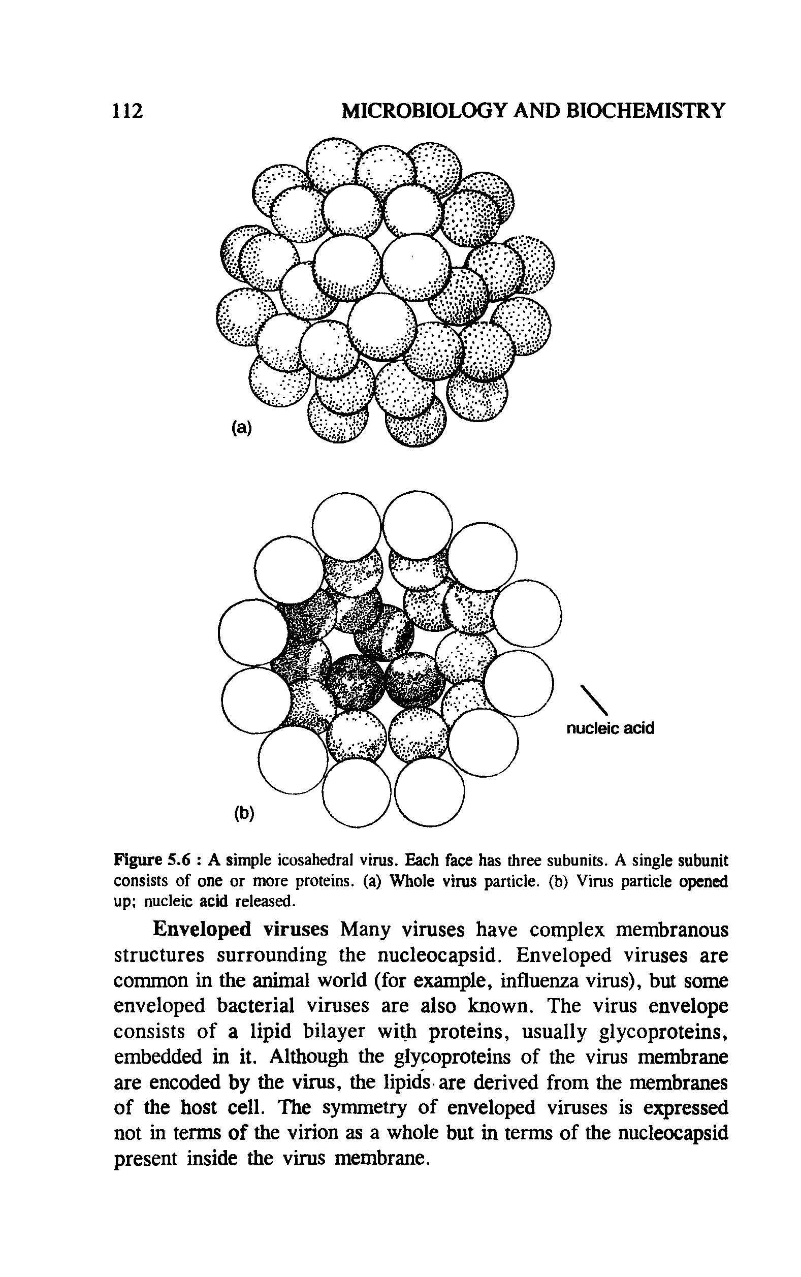 Figure 5.6 A simple icosahedral virus. Each face has three subunits. A single subunit consists of one or more proteins, (a) Whole virus particle, (b) Virus particle opened up nucleic acid released.