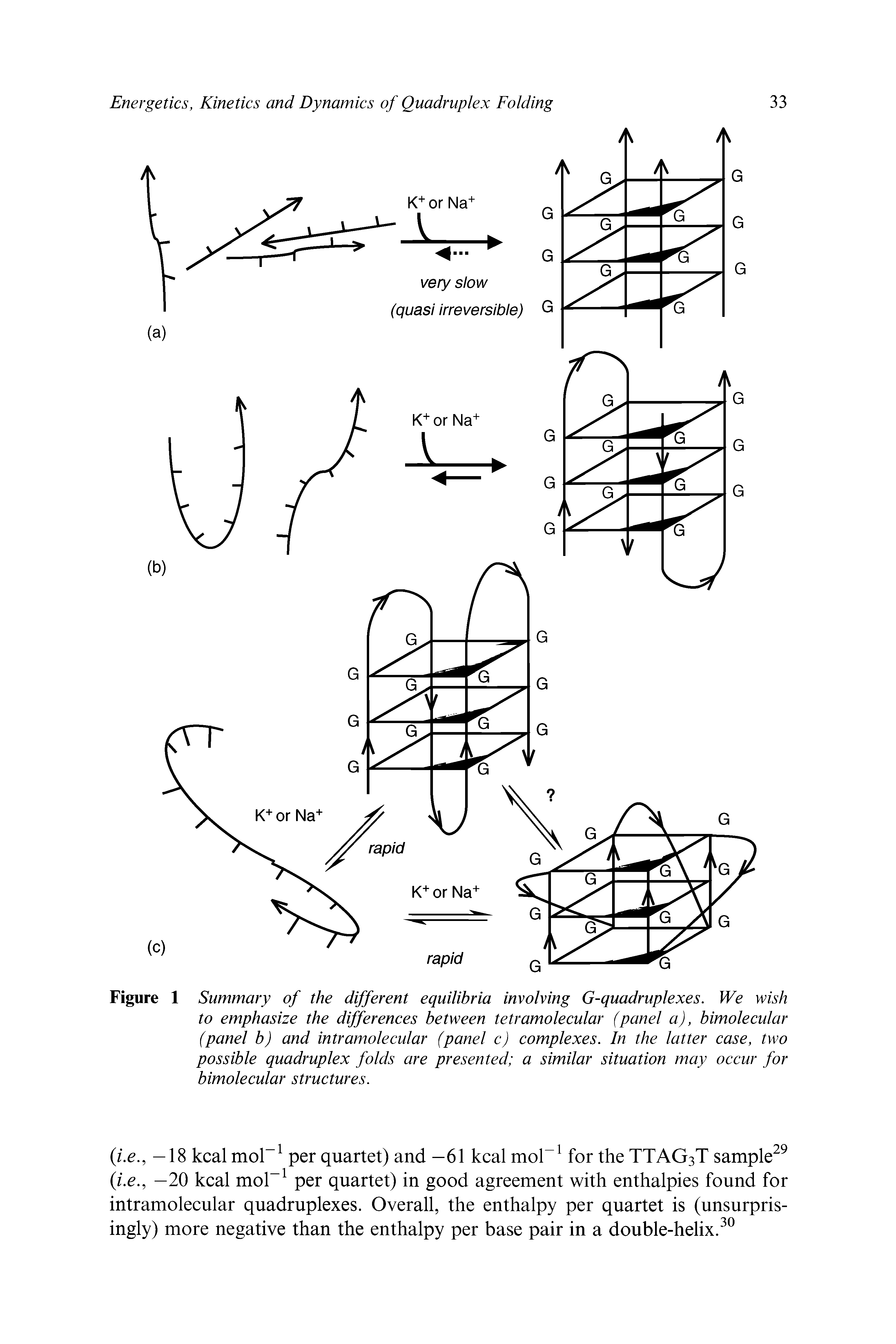 Figure 1 Summary of the different equilibria involving G-quadruplexes. We wish to emphasize the differences between tetramolecular (panel a), bimolecular (panel b) and intramolecular (panel c) complexes. In the latter case, two possible quadruplex folds are presented a similar situation may occur for bimolecular structures.