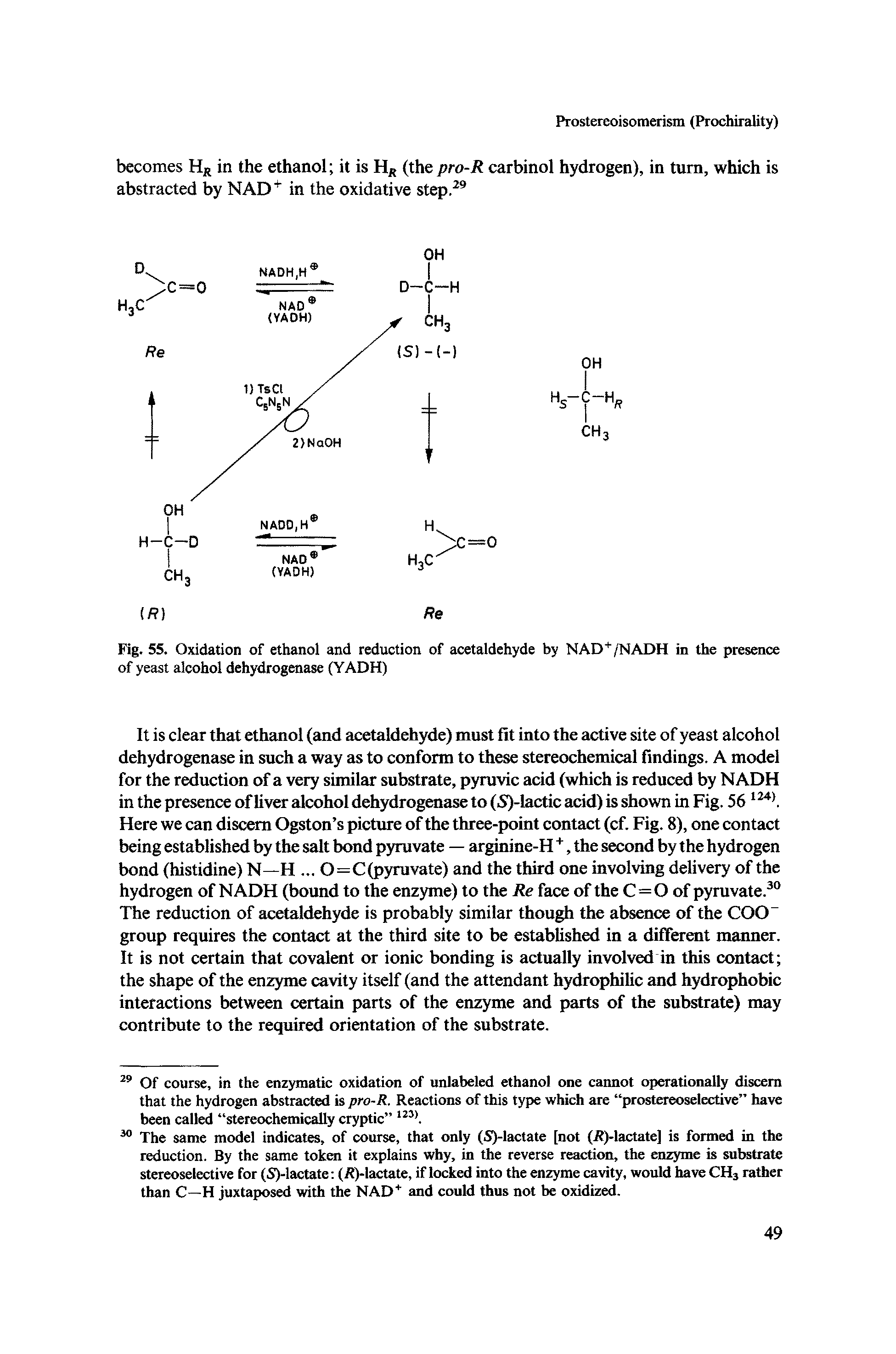 Fig. 55. Oxidation of ethanol and reduction of acetaldehyde by NAD+/NADH in the presence of yeast alcohol dehydrogenase (YADH)...