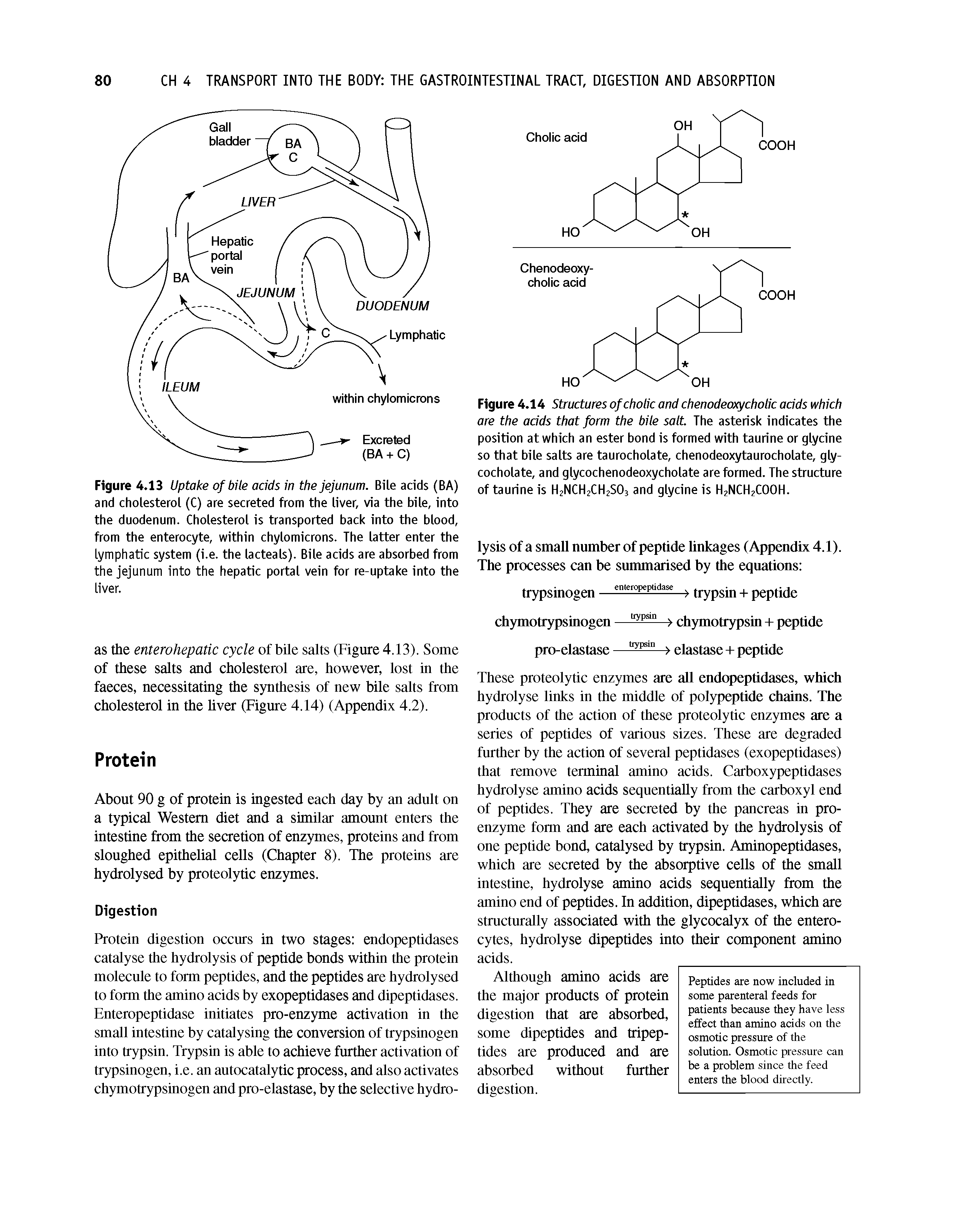 Figure 4.14 Structures of cholic and chenodeoxycholic acids which are the acids that form the bile salt The asterisk indicates the position at which an ester bond is formed with taurine or glycine so that bile salts are taurocholate, chenodeoxytaurocholate, gly-cocholate, and glycochenodeoxycholate are formed. The structure of taurine is H2NCH2CH2SO3 and glycine is H2NCH2COOH.