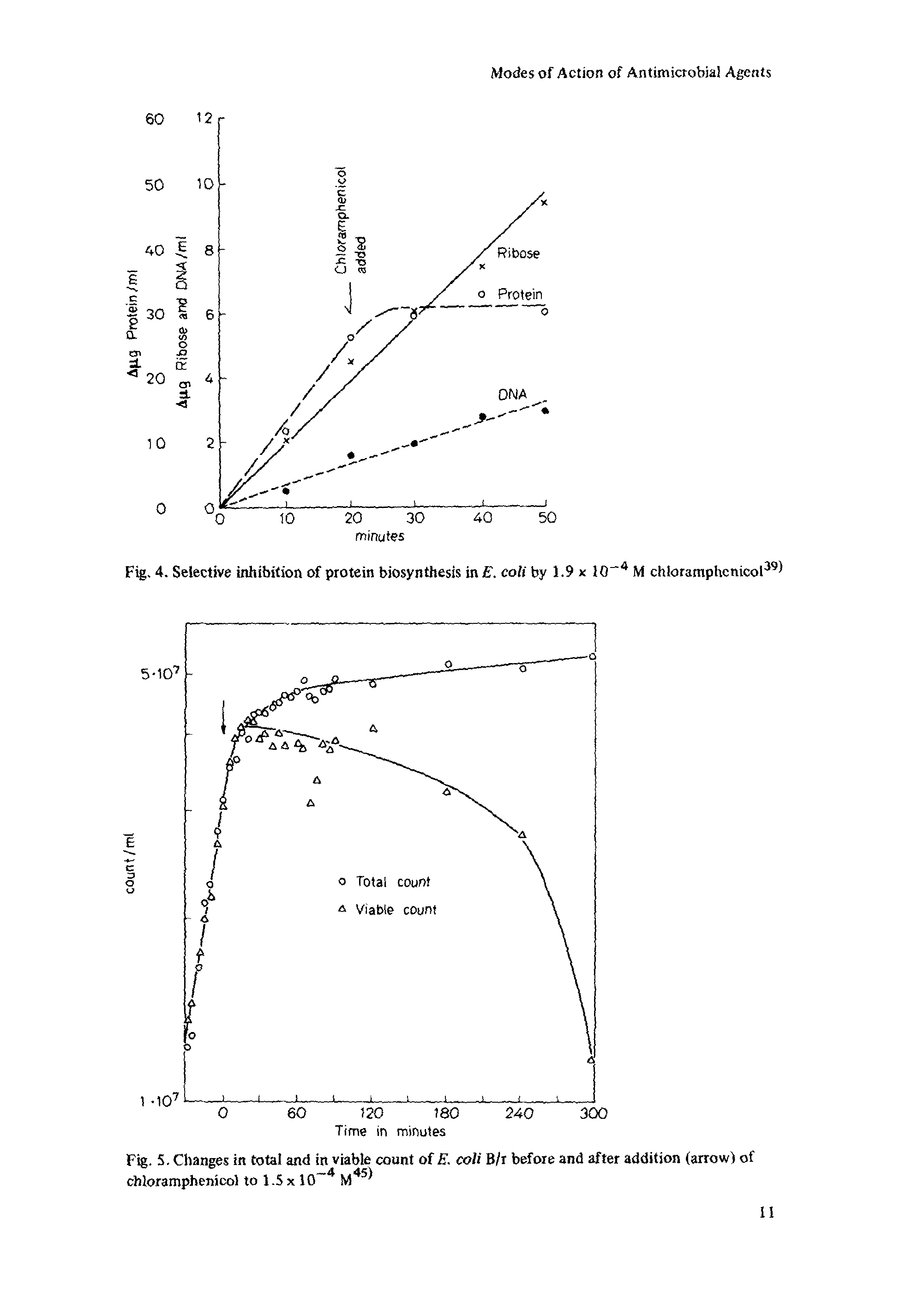 Fig. S. Changes in total and in viable count of E. coli B/r before and after addition (arrow) of chloramphenicol to 1.5 x 10 M ...