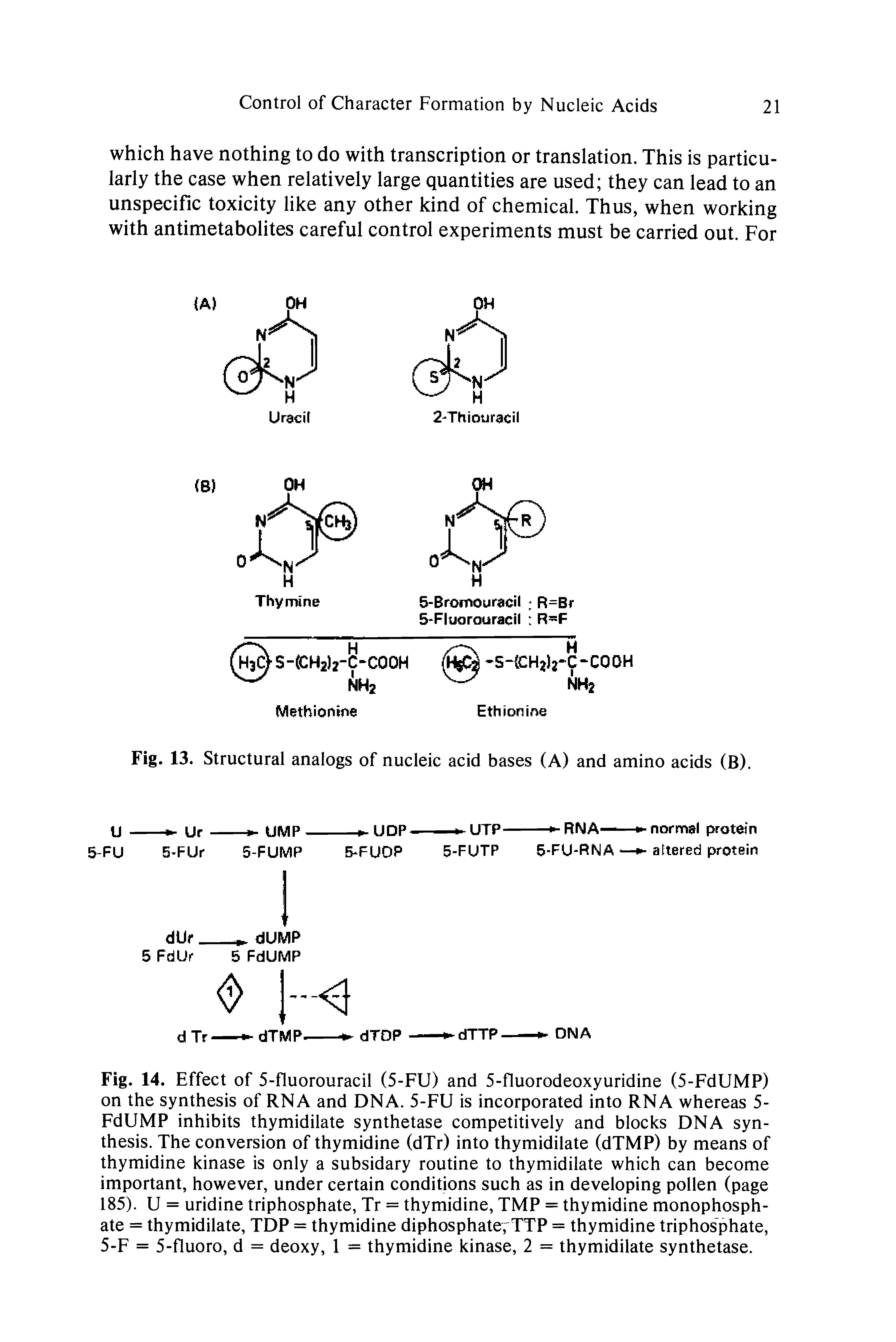 Fig. 14. Effect of 5-fluorouracil (5-FU) and 5-fluorodeoxyuridine (5-FdUMP) on the synthesis of RNA and DNA. 5-FU is incorporated into RNA whereas 5-FdUMP inhibits thymidilate synthetase competitively and blocks DNA synthesis. The conversion of thymidine (dTr) into thymidilate (dTMP) by means of thymidine kinase is only a subsidary routine to thymidilate which can become important, however, under certain conditions such as in developing pollen (page 185). U = uridine triphosphate, Tr = thymidine, TMP = thymidine monophosphate = thymidilate, TDP = thymidine diphosphate, TTP = thymidine triphosphate, 5-F = 5-fluoro, d = deoxy, 1 = thymidine kinase, 2 = thymidilate synthetase.