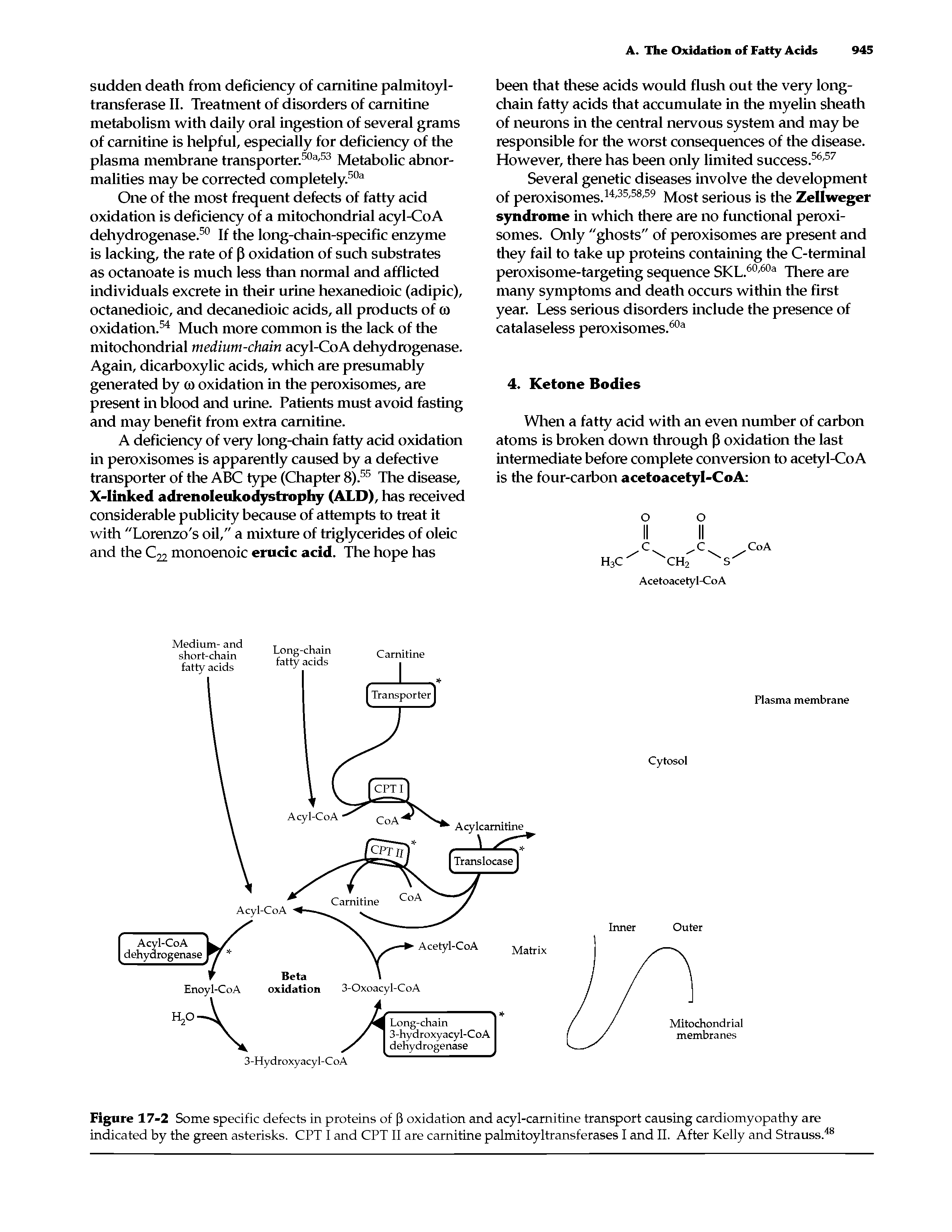Figure 17-2 Some specific defects in proteins of P oxidation and acyl-carnitine transport causing cardiomyopathy are indicated by the green asterisks. CPT I and CPT II are carnitine palmitoyltransferases I and II. After Kelly and Strauss.48...