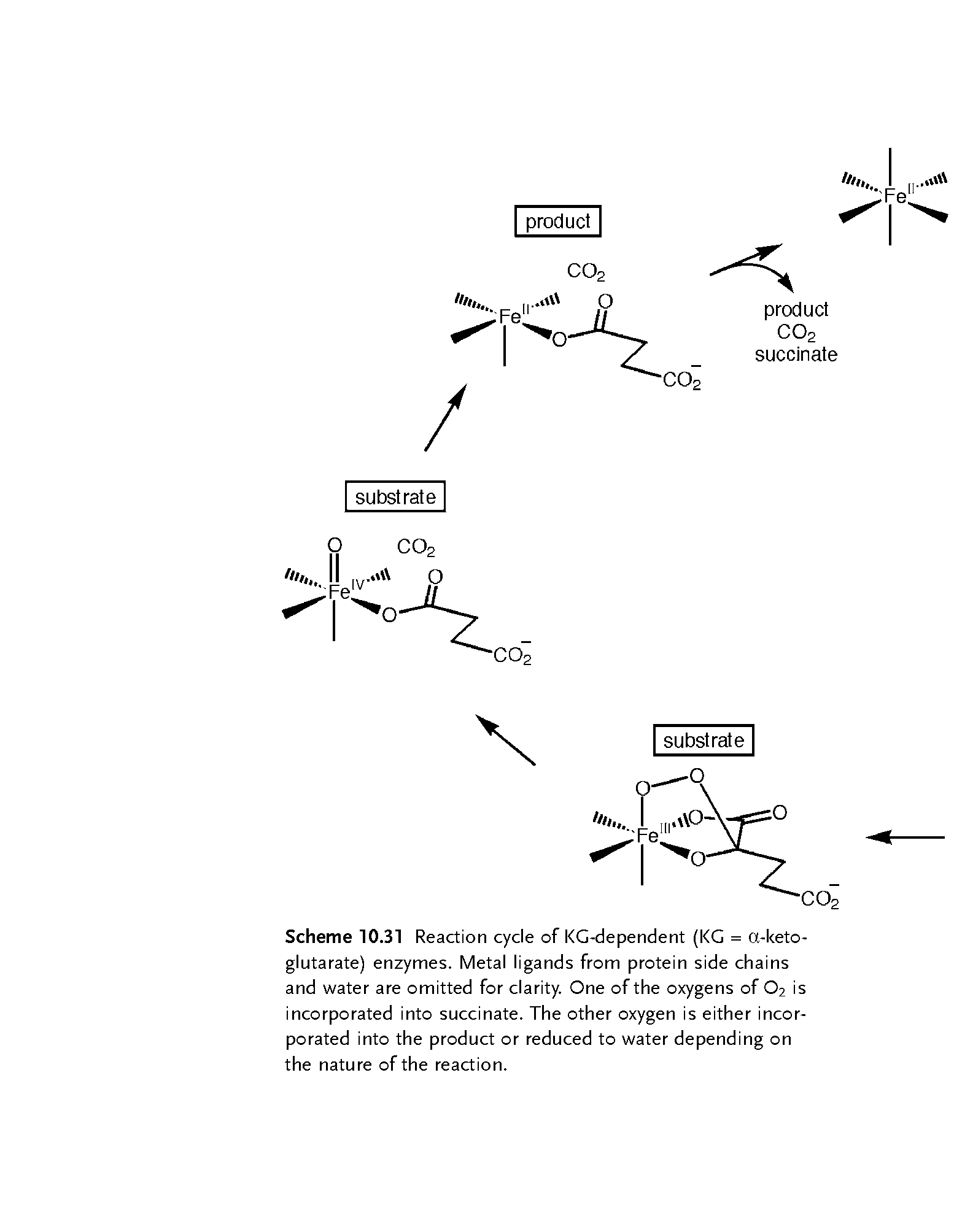 Scheme 10.31 Reaction cycle of KG-dependent (KG = a-keto-glutarate) enzymes. Metal ligands from protein side chains and water are omitted for clarity. One of the oxygens of O2 is incorporated into succinate. The other oxygen is either incorporated into the product or reduced to water depending on the nature of the reaction.