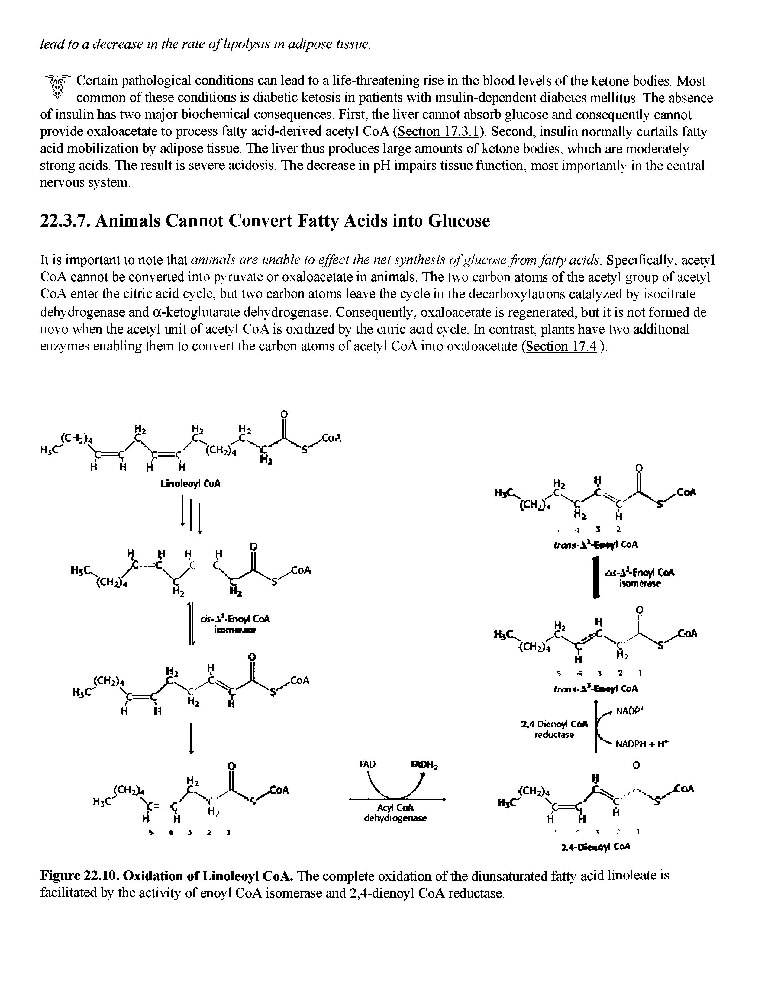 Figure 22.10. Oxidation of Linoleoyl CoA. The complete oxidation of the diunsaturated fatty acid linoleate is facilitated by the activity of enoyl CoA isomerase and 2,4-dienoyl CoA reductase.