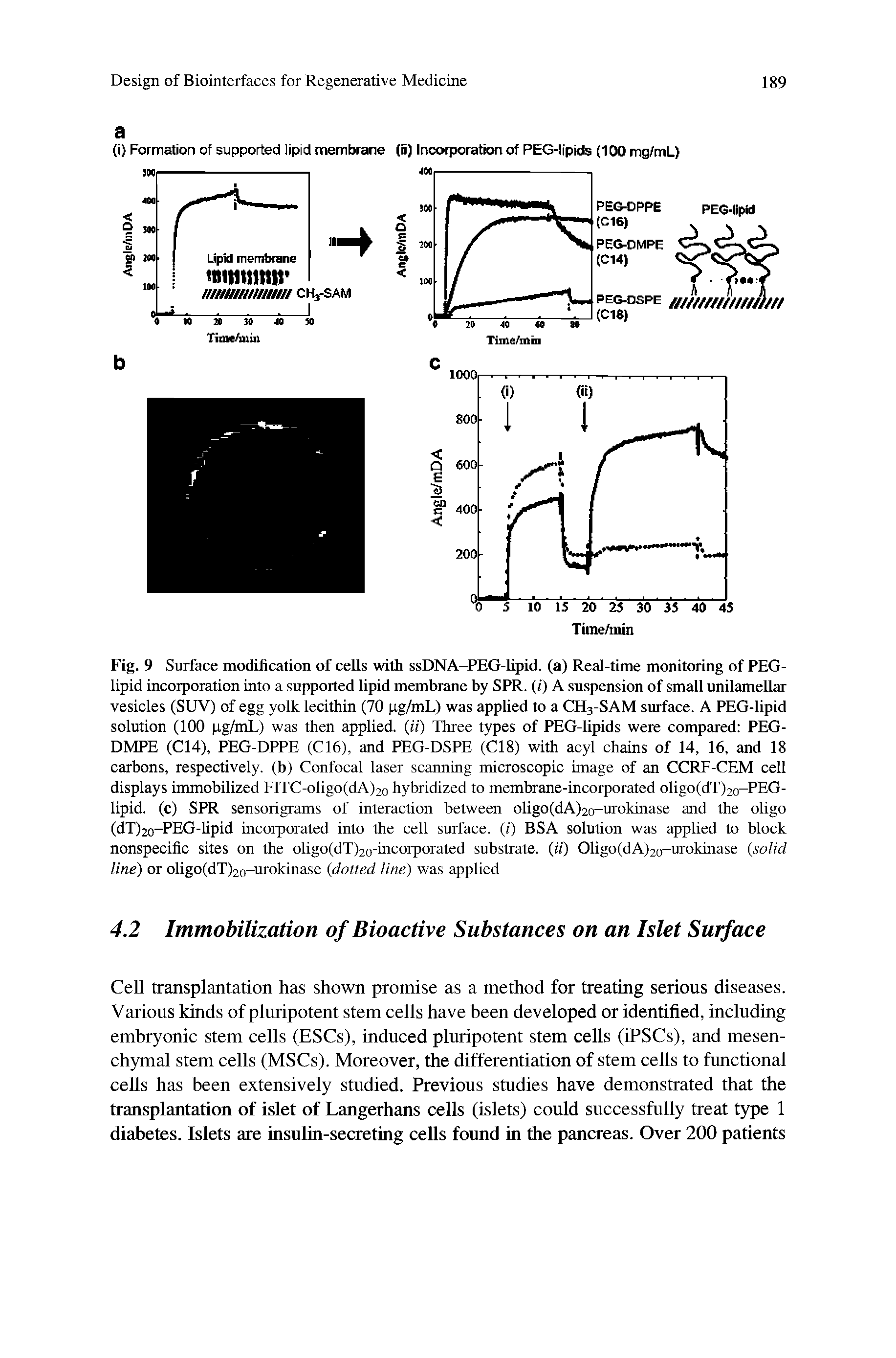 Fig. 9 Surface modification of cells with ssDNA-PEG-lipid. (a) Real-time monitoring of PEG-lipid incorporation into a supported lipid membrane by SPR. (r) A suspension of small unilamellar vesicles (SUV) of egg yolk lecithin (70 pg/mL) was applied to a CH3-SAM surface. A PEG-lipid solution (100 pg/mL) was then applied, (ii) Three types of PEG-lipids were compared PEG-DMPE (C14), PEG-DPPE (C16), and PEG-DSPE (C18) with acyl chains of 14, 16, and 18 carbons, respectively, (b) Confocal laser scanning microscopic image of an CCRF-CEM cell displays immobilized FITC-oligo(dA)2o hybridized to membrane-incorporated oligo(dT)20-PEG-lipid. (c) SPR sensorigrams of interaction between oligo(dA)2o-urokinase and the oligo (dT)2o-PEG-lipid incorporated into the cell surface, (i) BSA solution was applied to block nonspecific sites on the oligo(dT)20-incorporated substrate, (ii) Oligo(dA)20-urokinase (solid line) or oligo(dT)20-urokinase (dotted line) was applied...