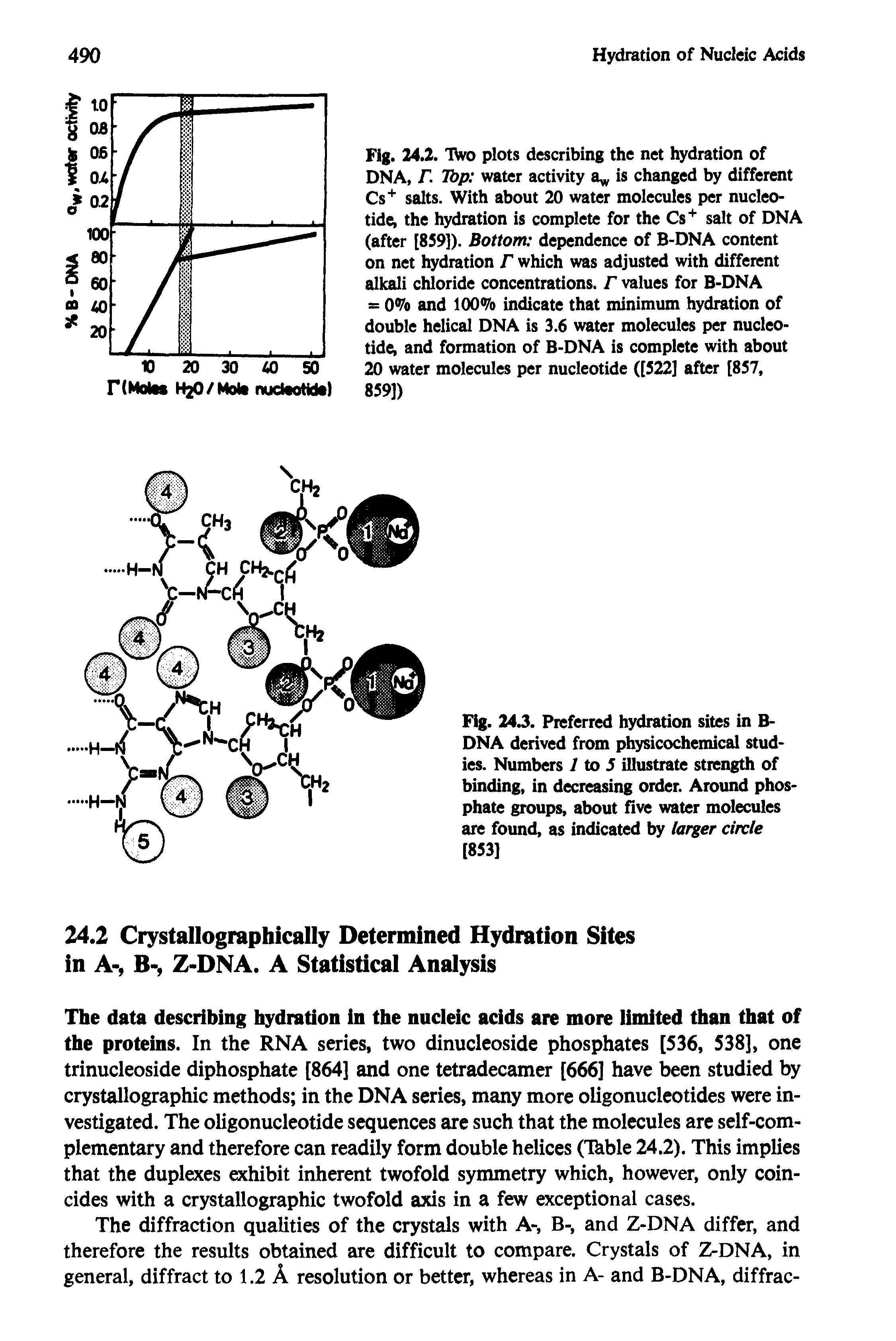 Fig. 24.3. Preferred hydration sites in B-DNA derived from physicochemical studies. Numbers 7 to 5 illustrate strength of binding, in decreasing order. Around phosphate groups, about five water molecules are found, as indicated by larger circle [853]...