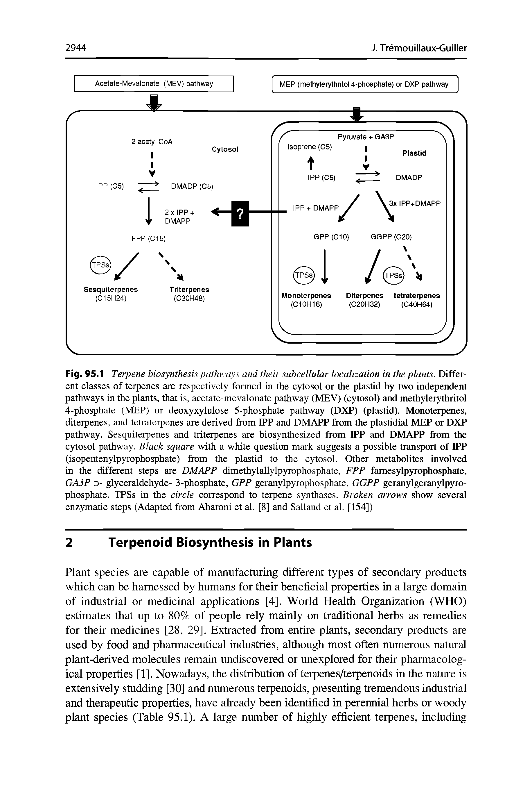 Fig. 95.1 Terpene biosynthesis pathways and their subcellular localization in the plants. Different classes of terpenes are respectively formed in the cytosol or the plastid by two independent pathways in the plants, that is, acetate-mevalonate pathway (MEV) (cytosol) and methylerythritol 4-phosphate (MEP) or deoxyxylulose 5-phosphate pathway (DXP) (plastid). Mraioterpcmes, diterpenes, and tetraterpenes are derived from IPP and DMAPP Irran the plastidial MEP ot DXP pathway. Sesquiterpenes and triterpenes are biosynthesized from IPP and DMAPP from the cytosol pathway. Black square with a white question mark suggests a possible transport of IPP (isopentenylpyrophosphate) from the plastid to the cytosol. Other metabolites involved in the different steps are DMAPP dimethylallylpyrophosphate, FPP famesylpyrophosphate, GASP D- glyceraldehyde- 3-phosphate, GPP geranylpyrophosphate, GGPP geranylgeranylpyro-phosphate. TPSs in the circle correspond to terpene synthases. Broken arrows show several enzymatic steps (Adapted from Aharoni et al. [8] and Sallaud et al. [154])...