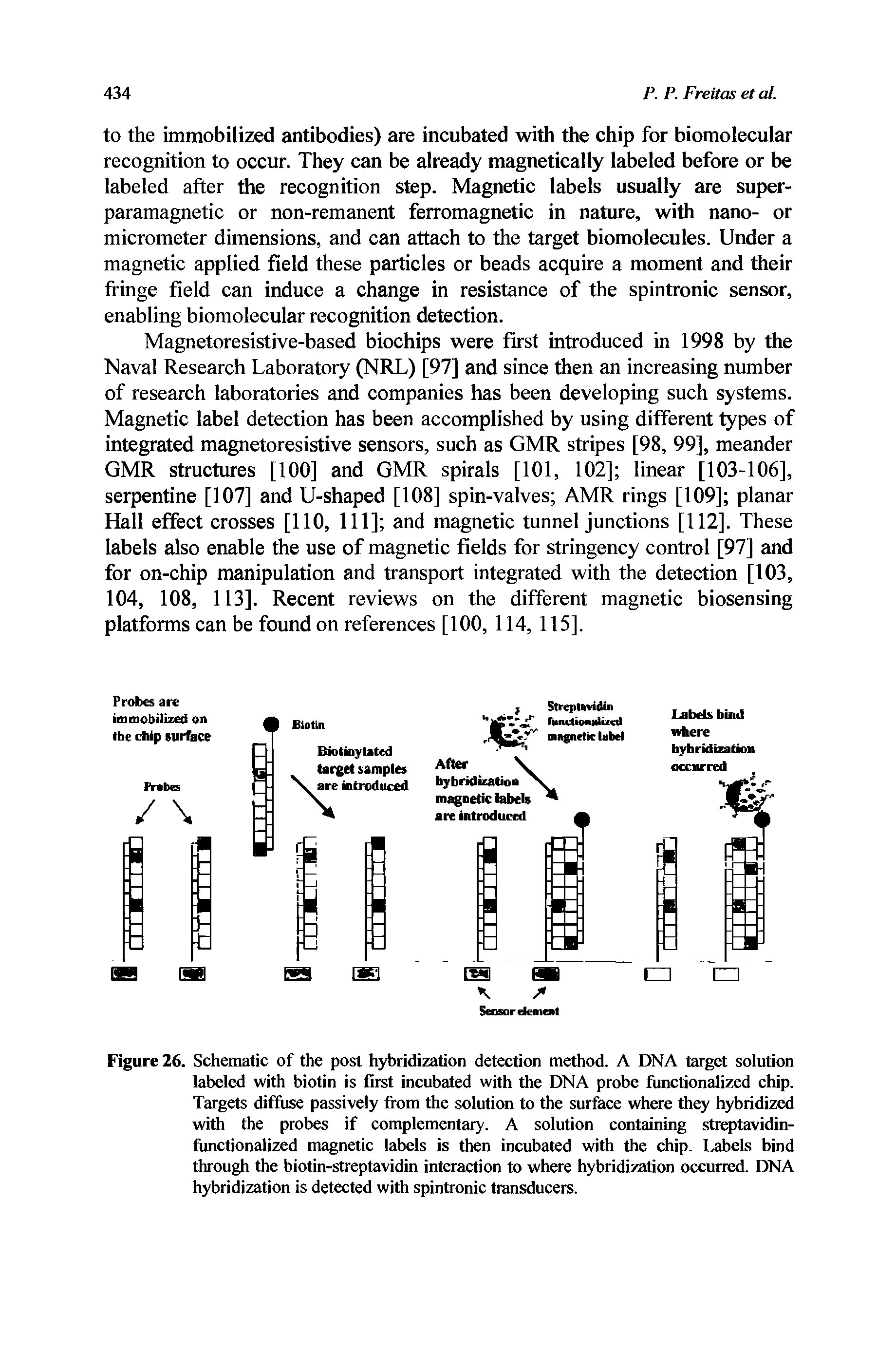 Figure 26. Schematic of the post hybridization detection method. A DNA target solution labeled with biotin is first incubated with the DNA probe functionalized chip. Targets diffuse passively from the solution to the surface where they hybridized with the probes if complementary. A solution containing streptavidin-functionalized magnetic labels is then incubated with the chip. Labels bind through the biotin-streptavidin interaction to where hybridization occurred. DNA hybridization is detected with spintronic transducers.