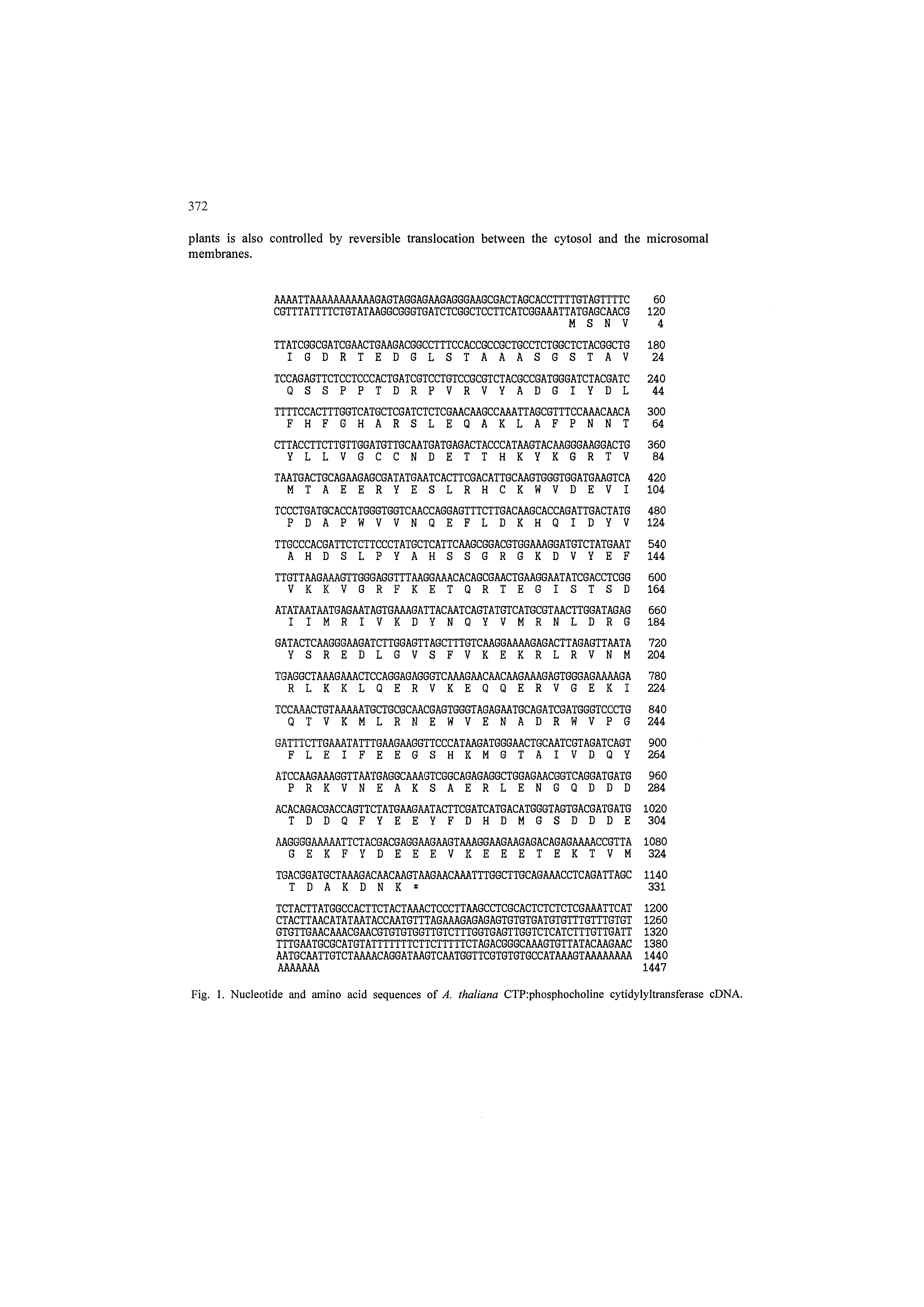 Fig. 1. Nucleotide and amino acid sequences of A. thaliana CTP phosphocholine cytidylyltransferase cDNA.