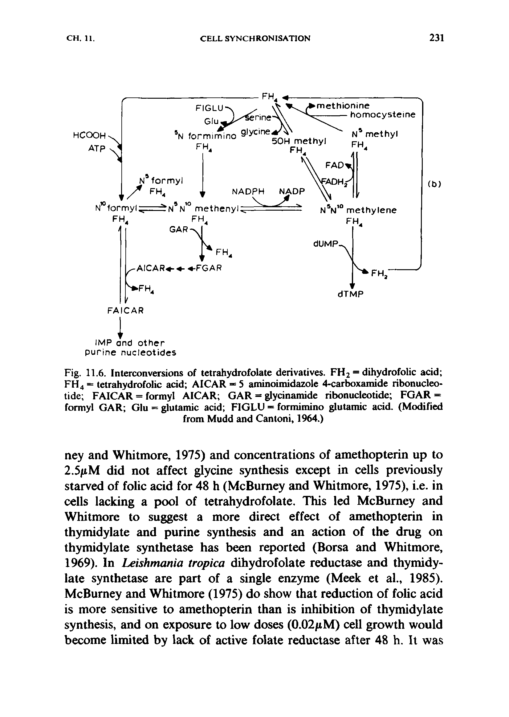 Fig. 11.6. Interconversions of tetrahydrofolate derivatives. FH2 = dihydrofolic acid FH4 = tetrahydrofolic acid AICAR -= 5 aminoimidazole 4-carboxamide ribonucleotide FAICAR = formyl AICAR GAR = glycinamide ribonucleotide FGAR = formyl GAR Glu = glutamic acid FIGLU = formimino glutamic acid. (Modified from Mudd and Cantoni, 1964.)...