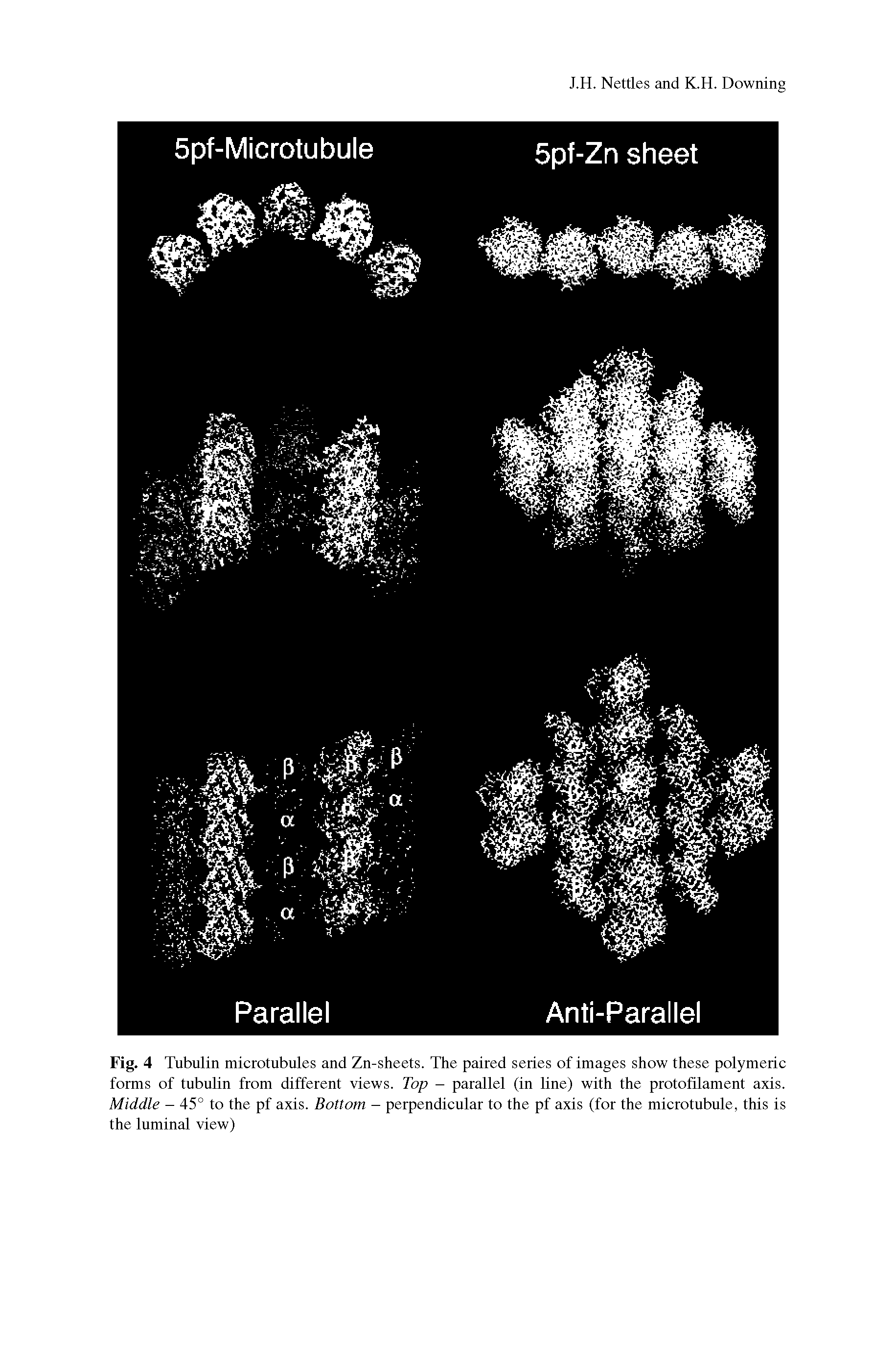 Fig. 4 Tubulin microtubules and Zn-sheets. The paired series of images show these polymeric forms of tubulin from different views. Top - parallel (in line) with the protofilament axis. Middle - 45° to the pf axis. Bottom - perpendicular to the pf axis (for the microtubule, this is the luminal view)...