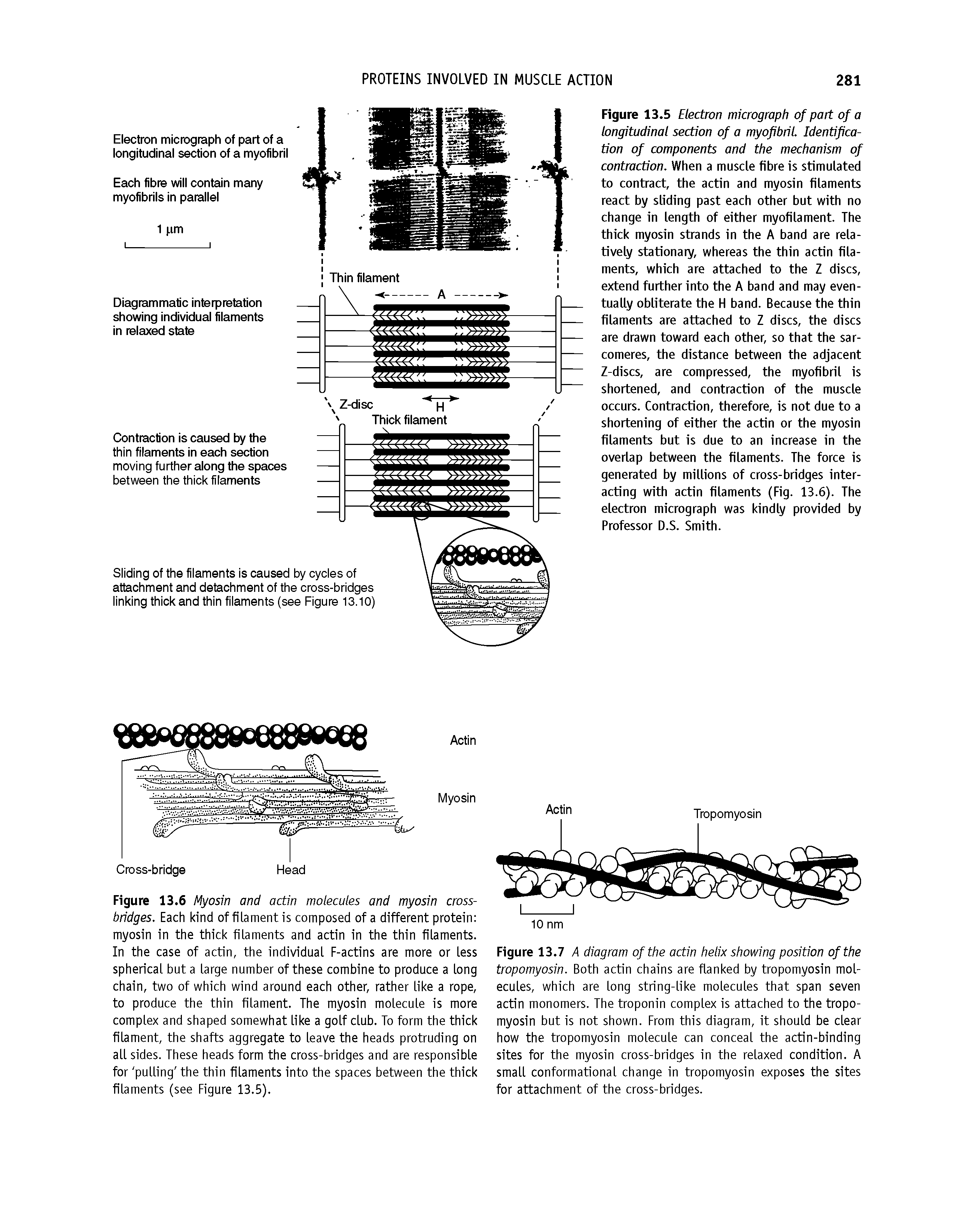 Figure 13.5 Electron micrograph of part of a longitudinal section of a myofibril. Identification of components and the mechanism of contraction. When a muscle fibre is stimulated to contract, the actin and myosin filaments react by sliding past each other but with no change in length of either myofilament. The thick myosin strands in the A band are relatively stationary, whereas the thin actin filaments, which are attached to the Z discs, extend further into the A band and may eventually obliterate the H band. Because the thin filaments are attached to Z discs, the discs are drawn toward each other, so that the sarcomeres, the distance between the adjacent Z-discs, are compressed, the myofibril is shortened, and contraction of the muscle occurs. Contraction, therefore, is not due to a shortening of either the actin or the myosin filaments but is due to an increase in the overlap between the filaments. The force is generated by millions of cross-bridges interacting with actin filaments (Fig. 13.6). The electron micrograph was kindly provided by Professor D.S. Smith.